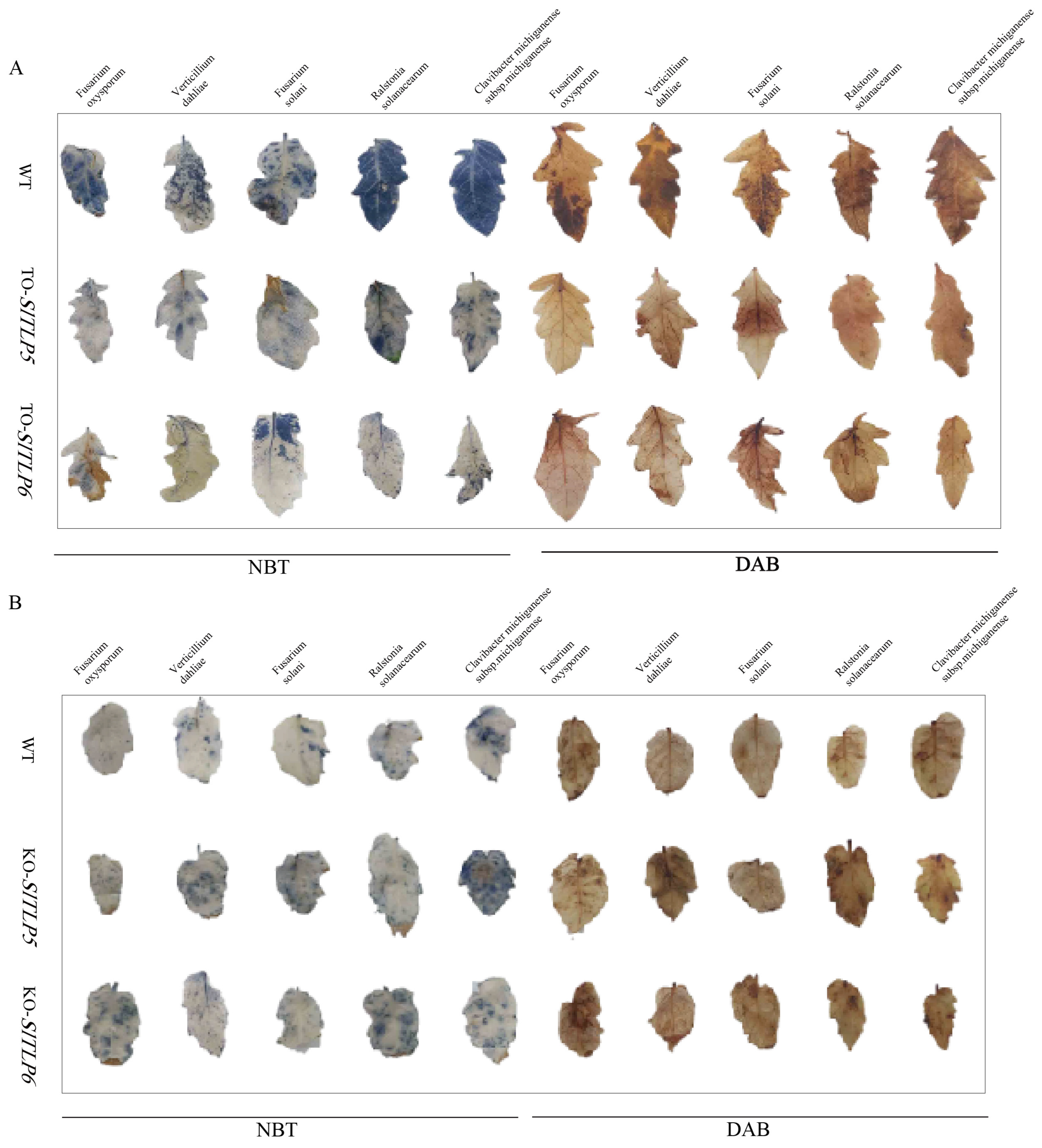 Genes 14 01622 g005 Genes 14 01622 g005