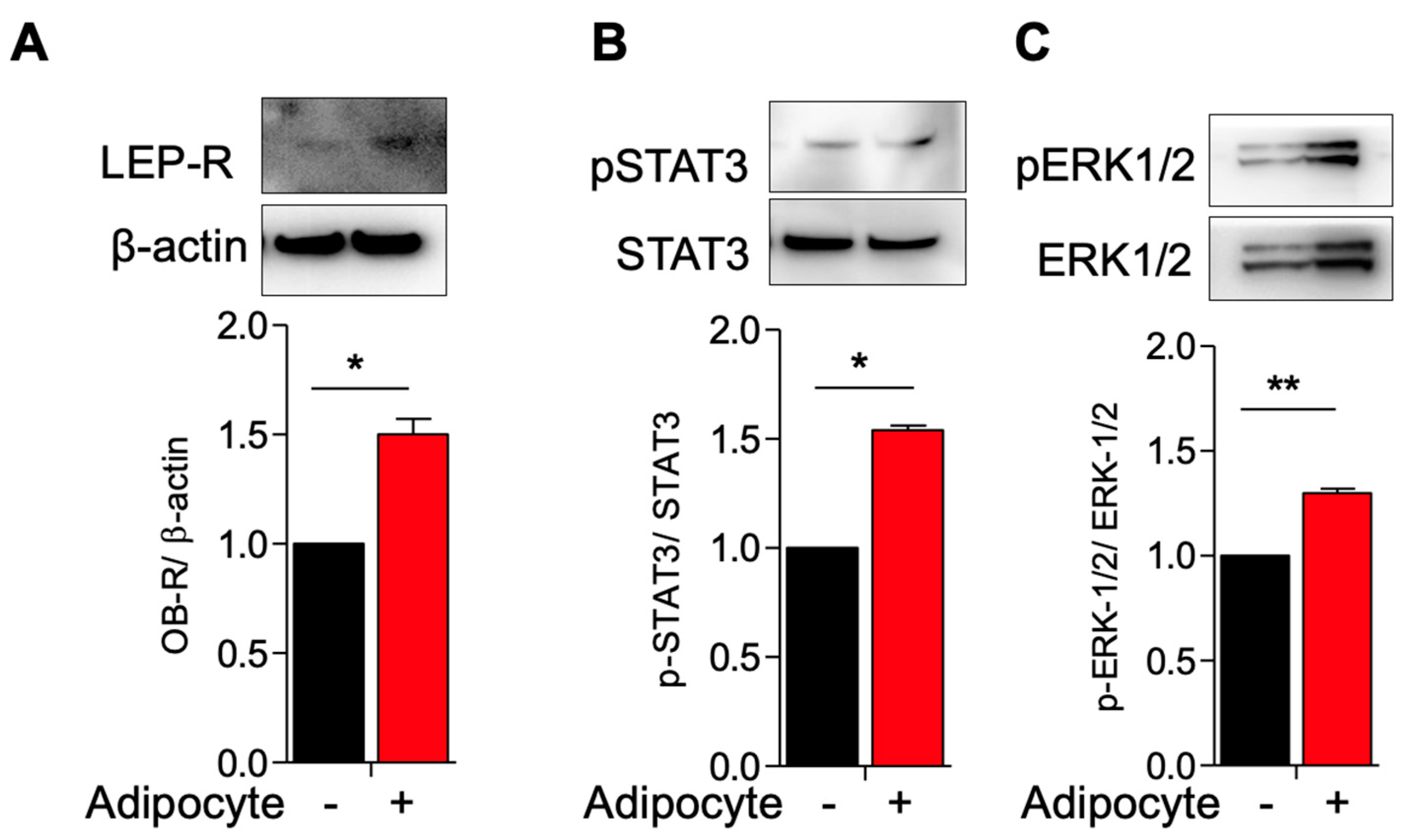 Genes 14 01625 g002 Genes 14 01625 g002