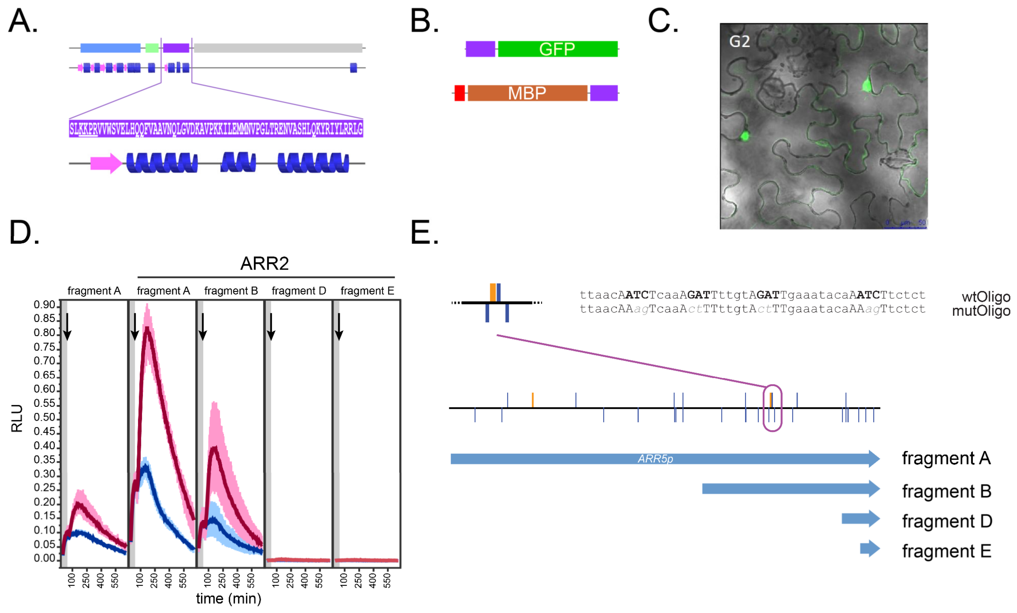 Genes 14 01638 g001