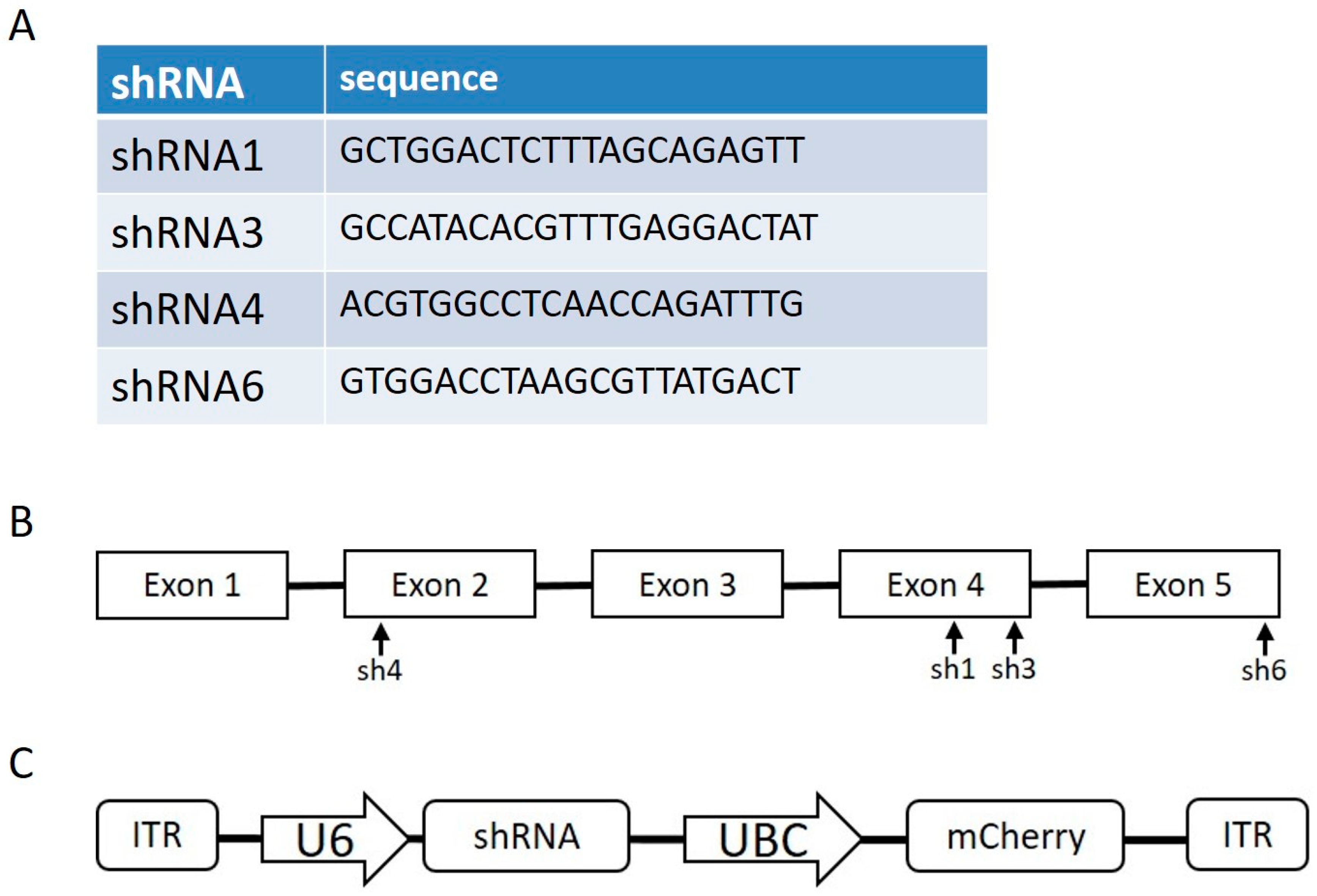 Genes 14 01654 g001