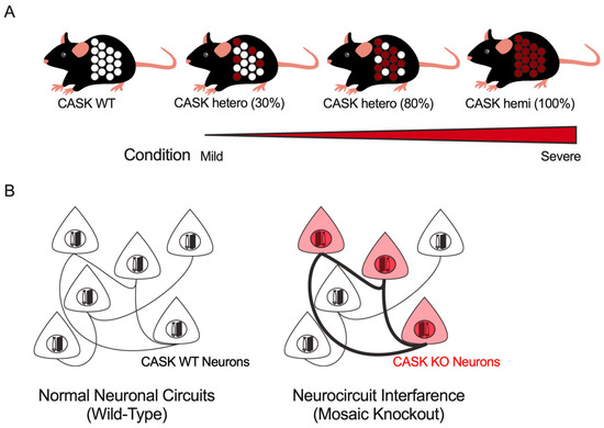 MORI Diverse Clinical Phenotypes of CASK-Related Disorders and