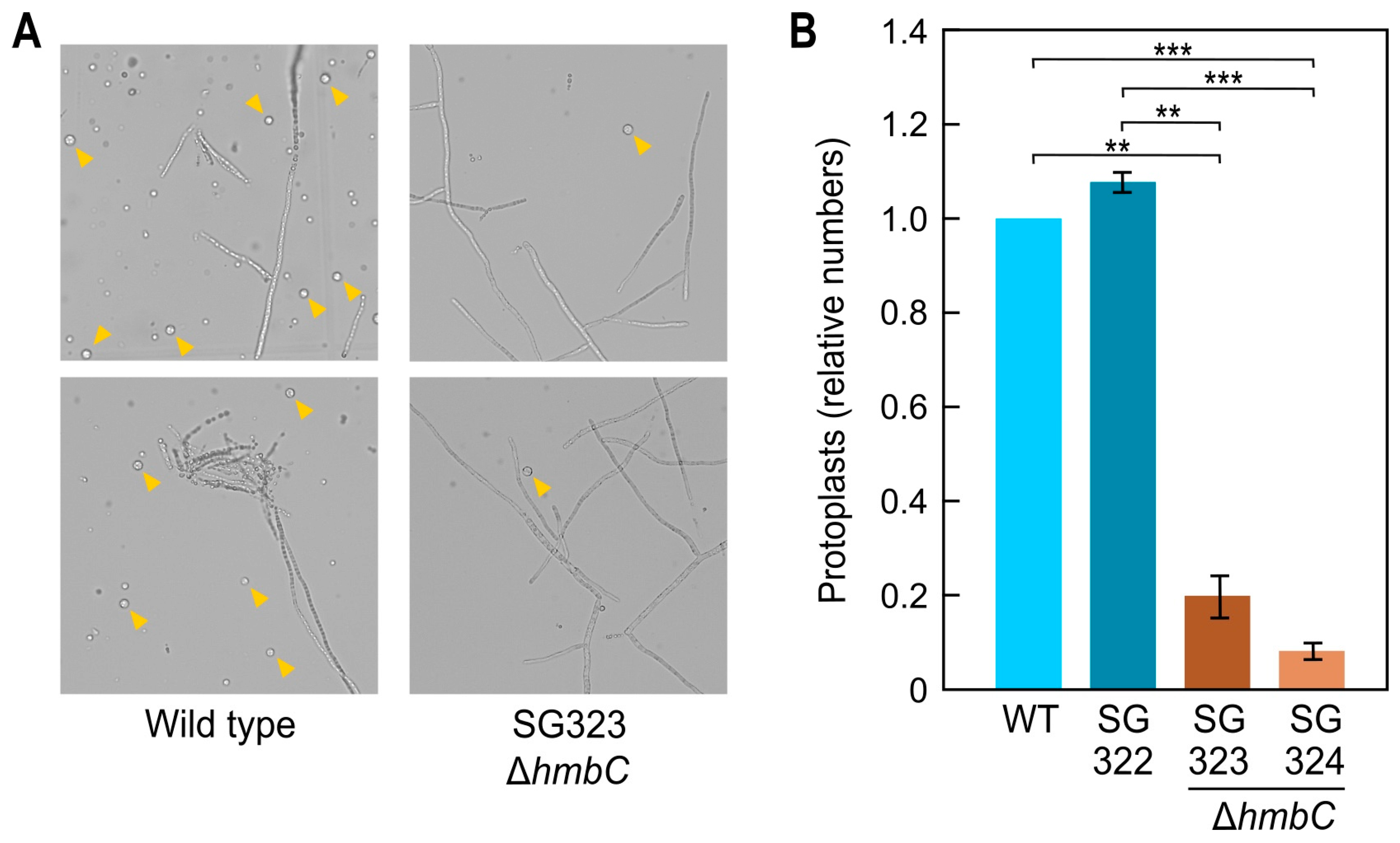 Genes 14 01661 g004 Genes 14 01661 g004