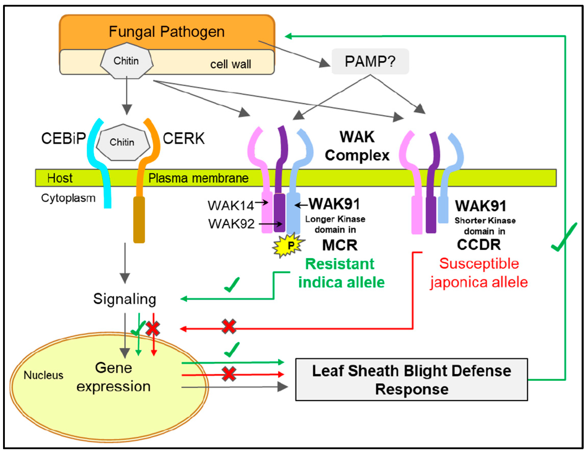 Genes 14 01673 g005 Genes 14 01673 g005
