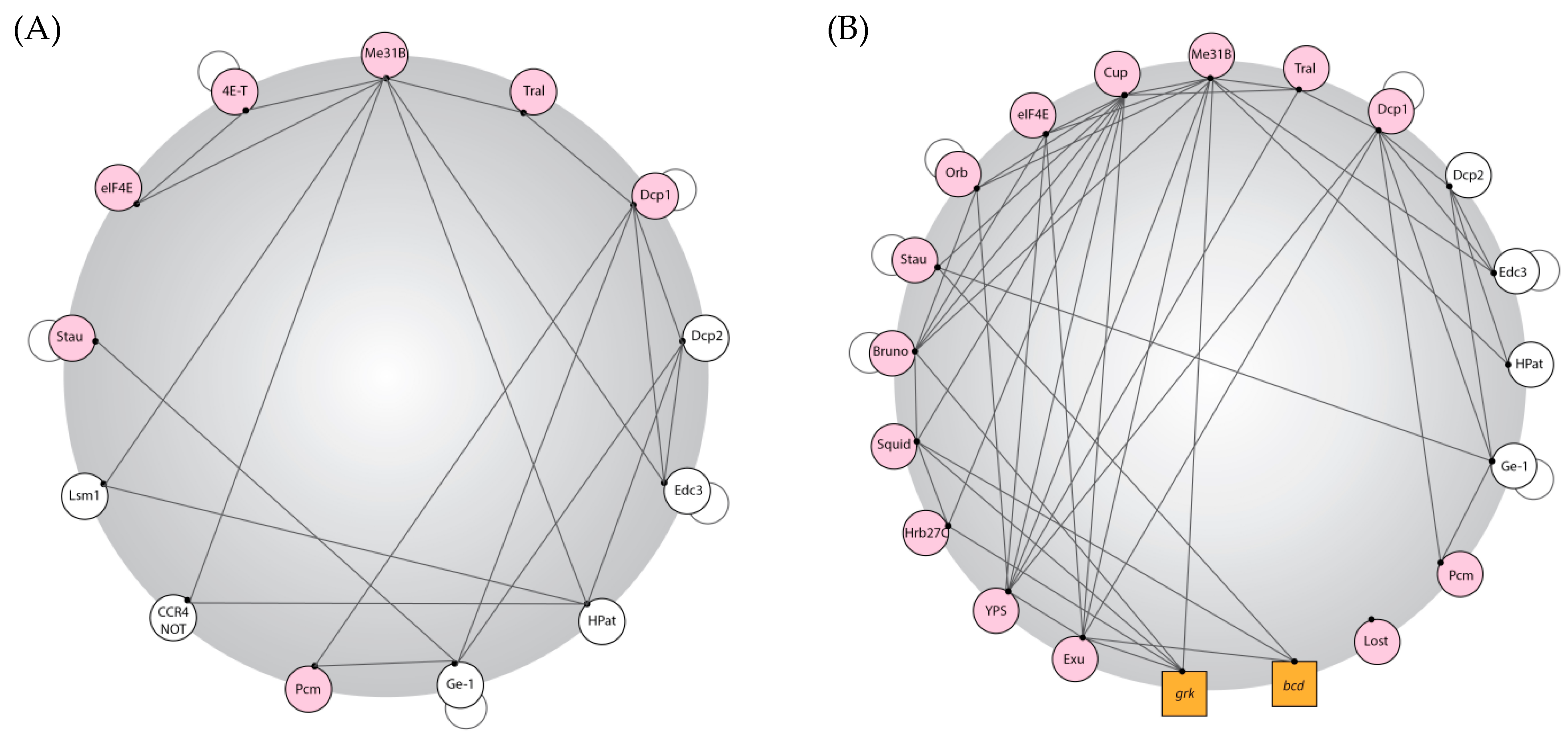 Genes 14 01675 g001 Genes 14 01675 g001