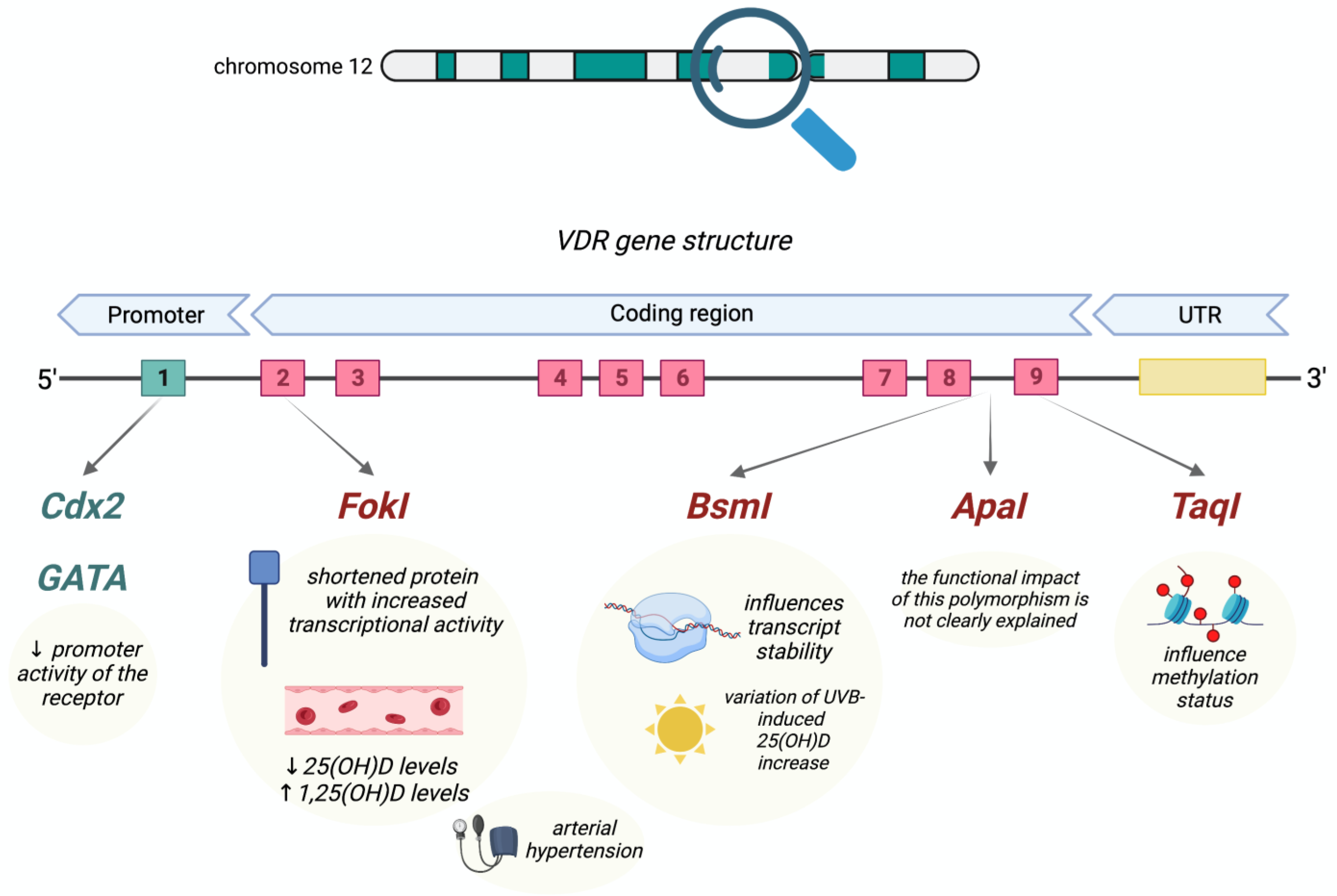 Genes 14 01691 g002 Genes 14 01691 g002