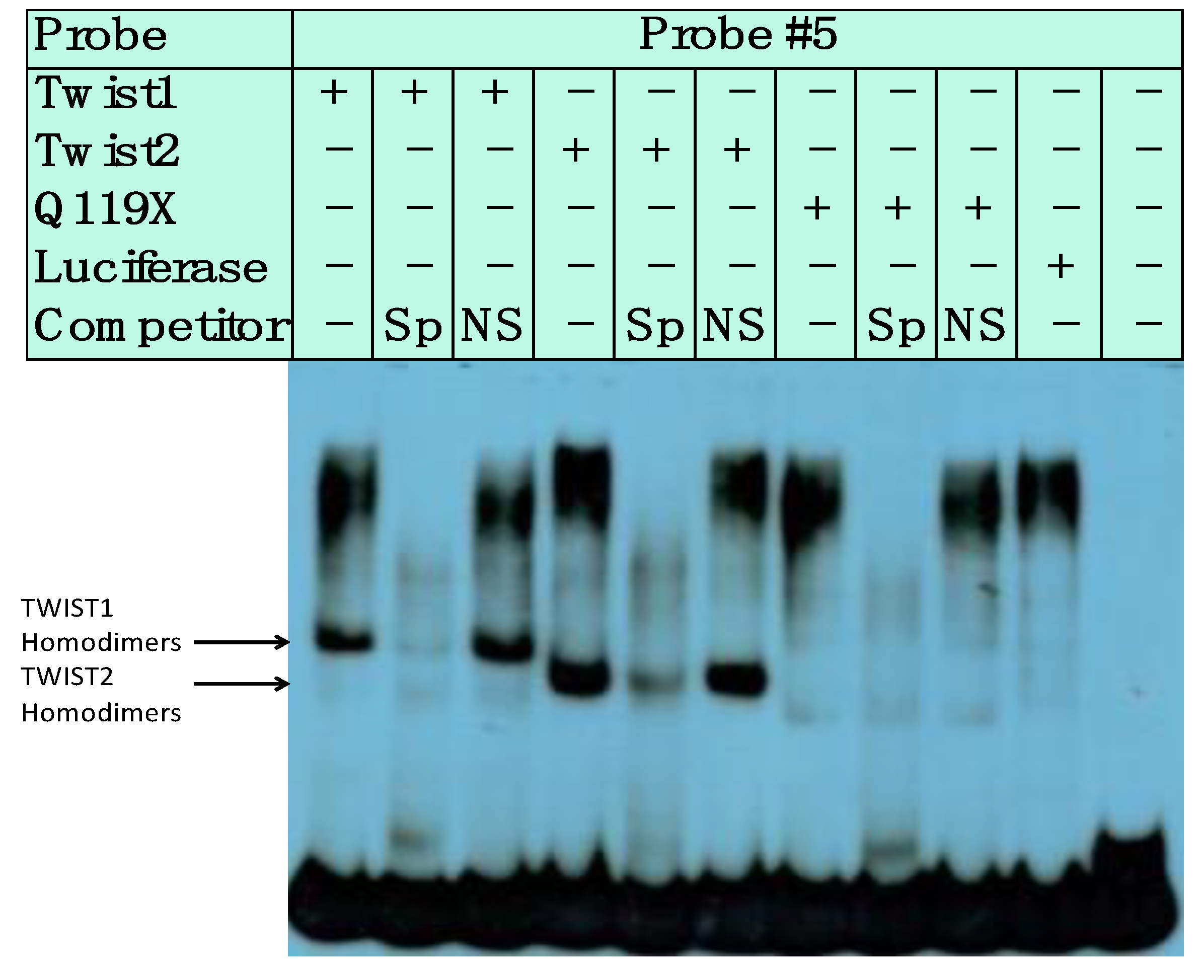 Genes 14 01733 g002b