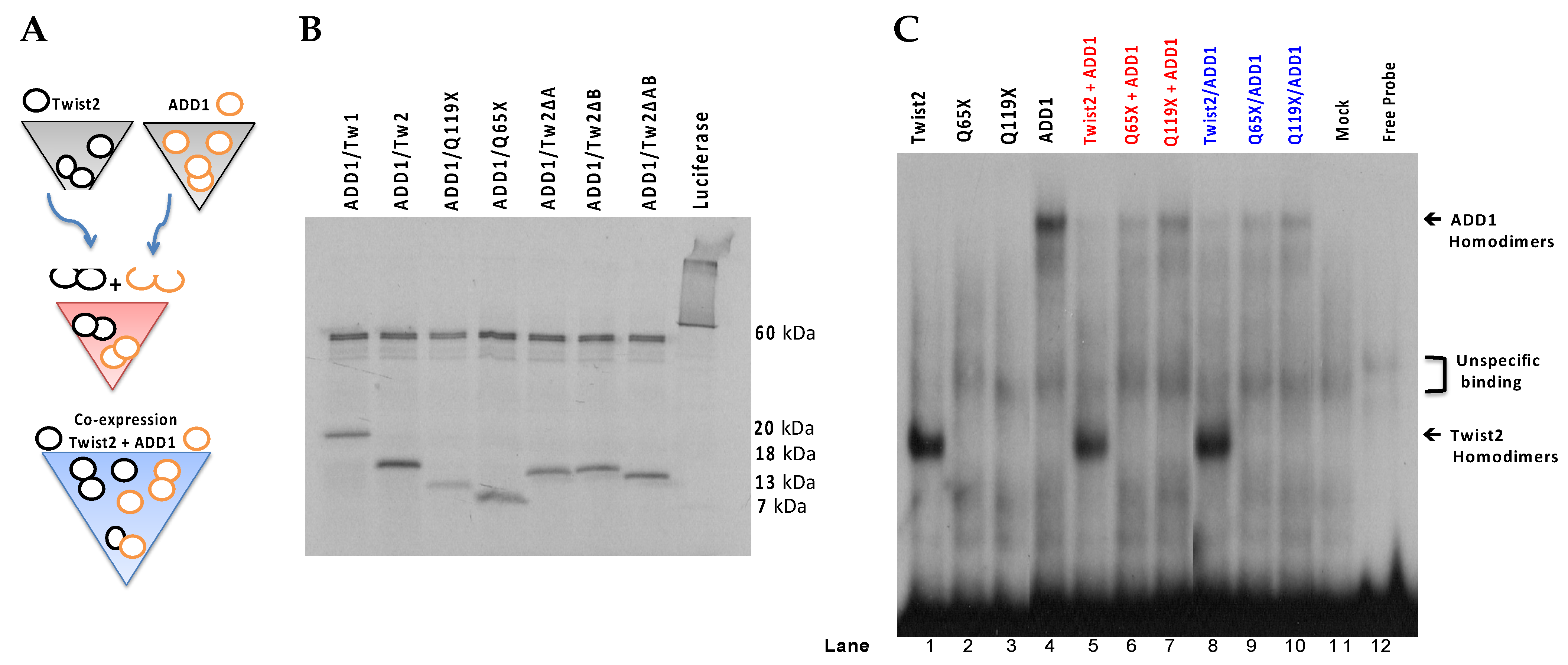 Genes 14 01733 g008