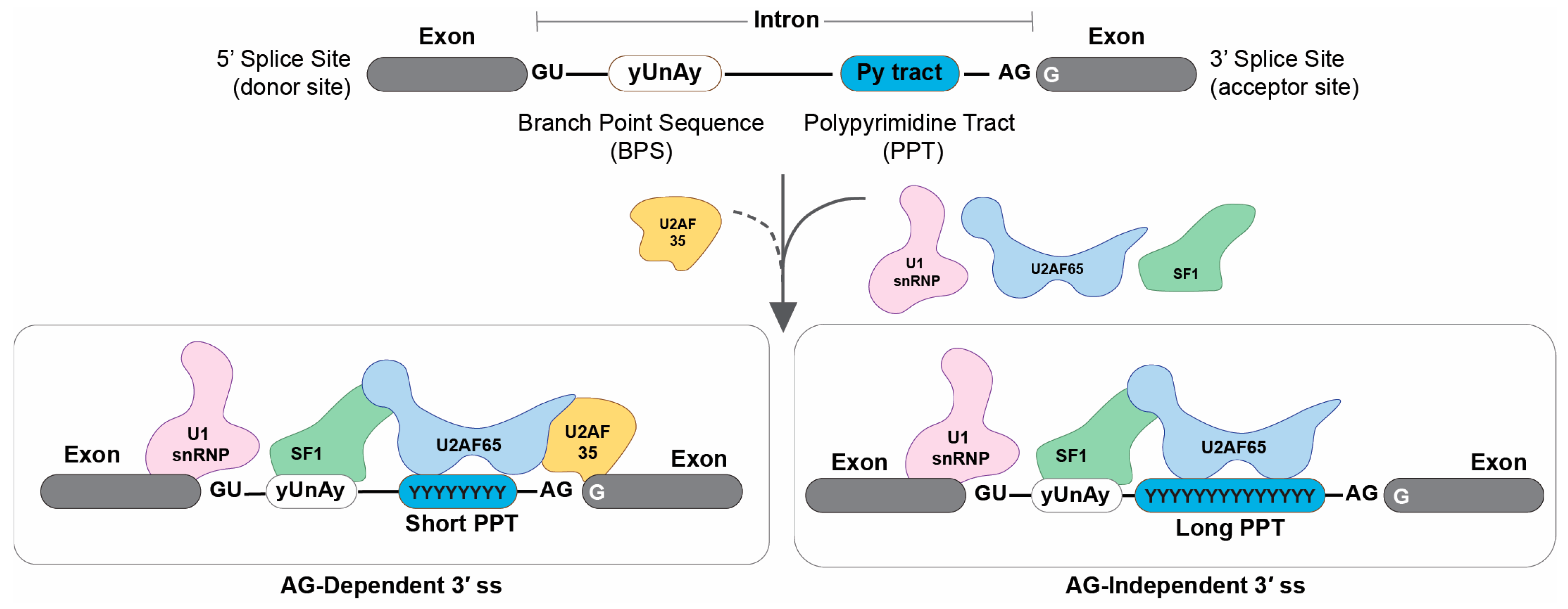 Genes 14 01765 g001
