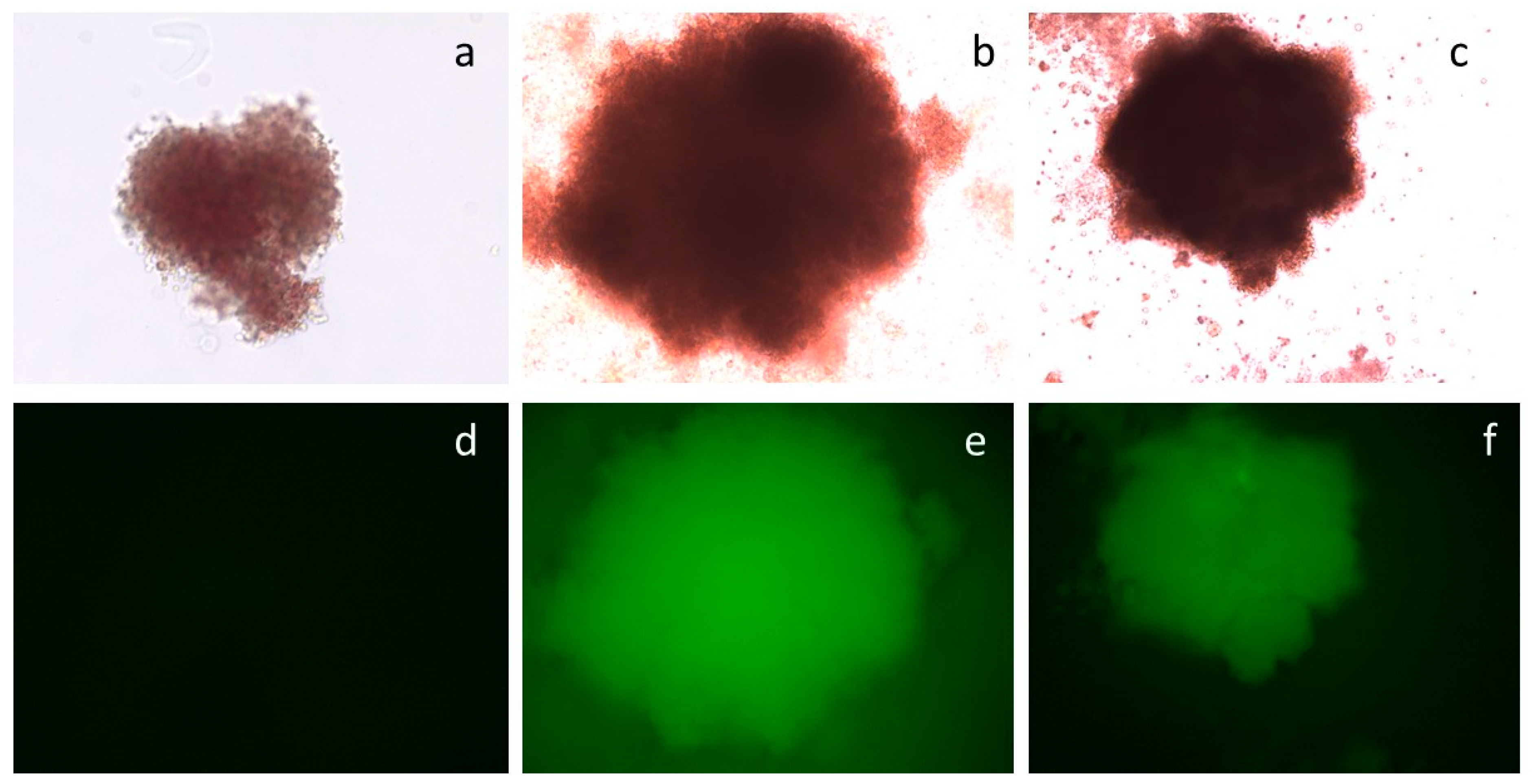 Genes 14 01774 g006 Genes 14 01774 g006