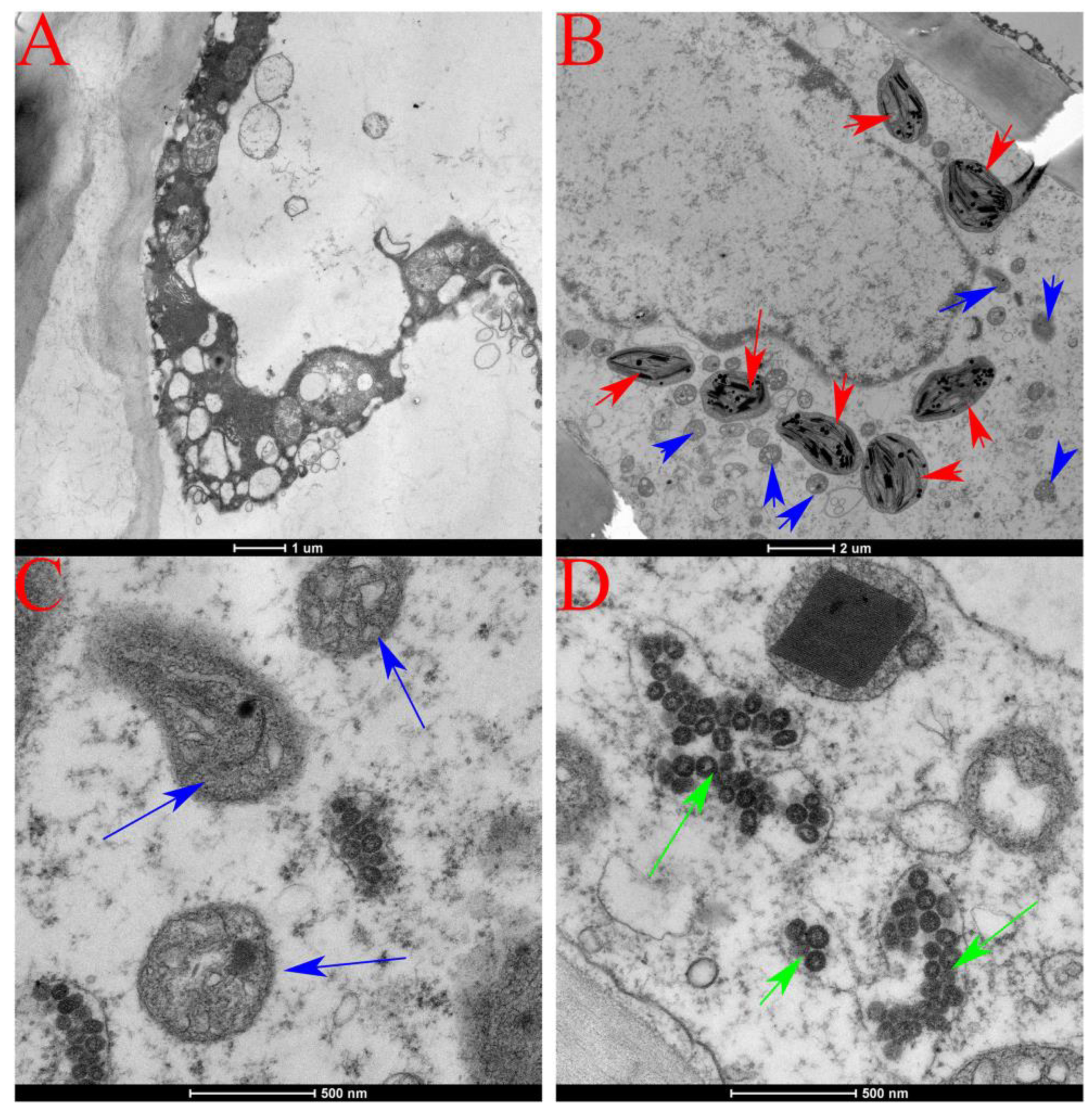 Genes 14 01788 g003 Genes 14 01788 g003