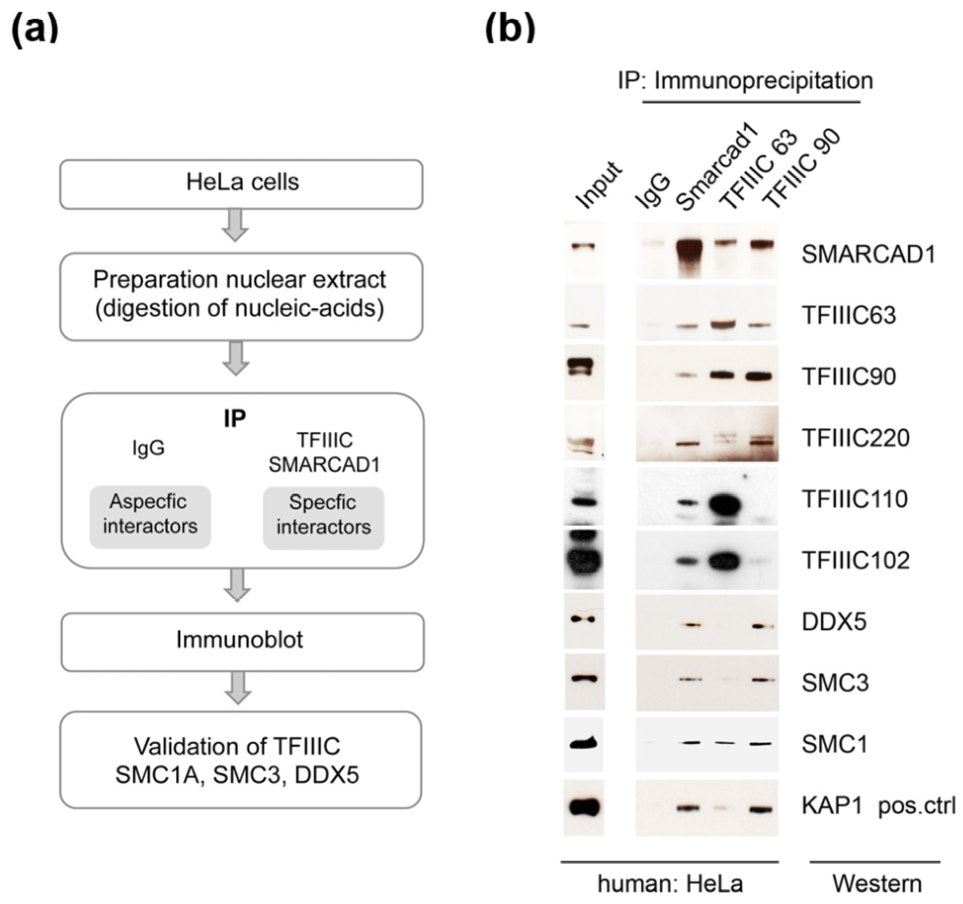 Genes 14 01793 g002 Genes 14 01793 g002