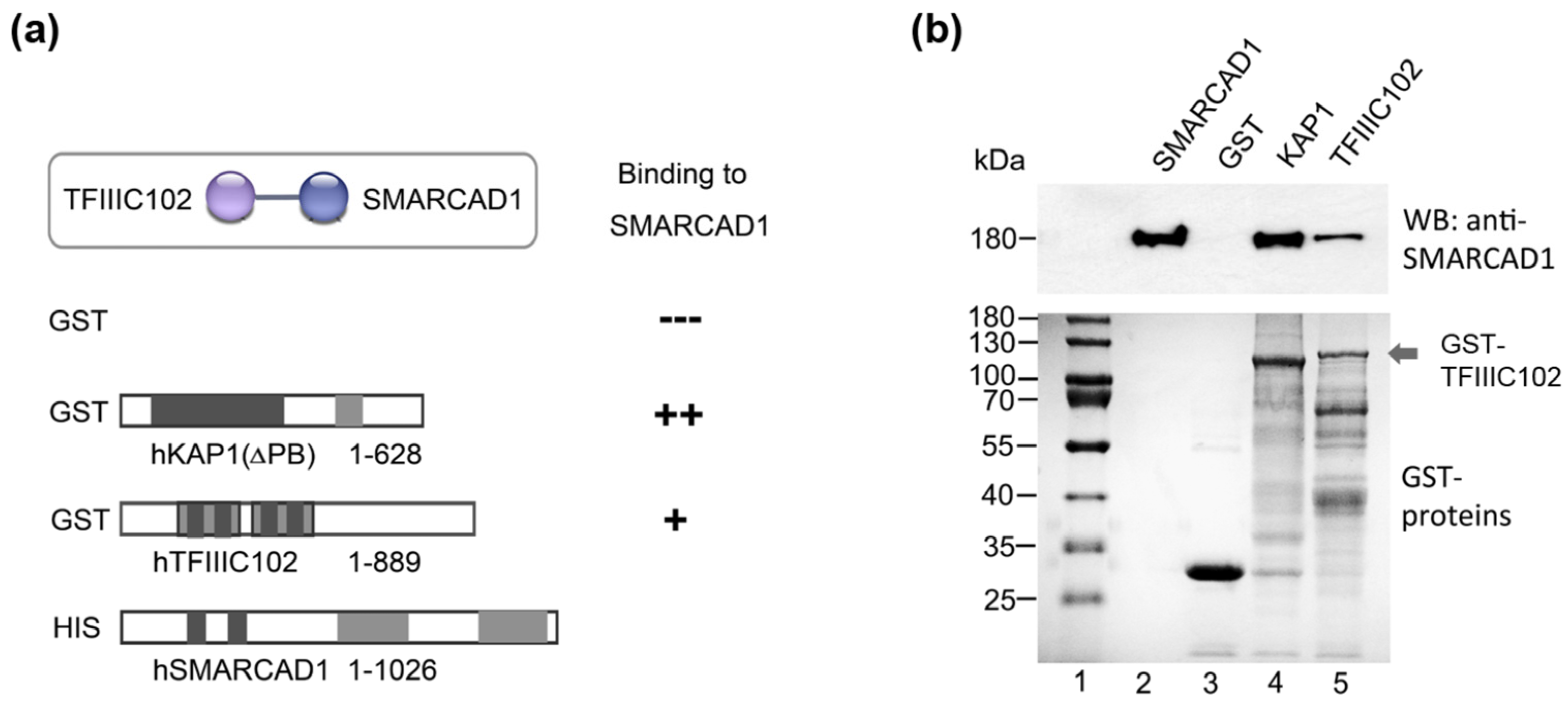 Genes 14 01793 g003 Genes 14 01793 g003