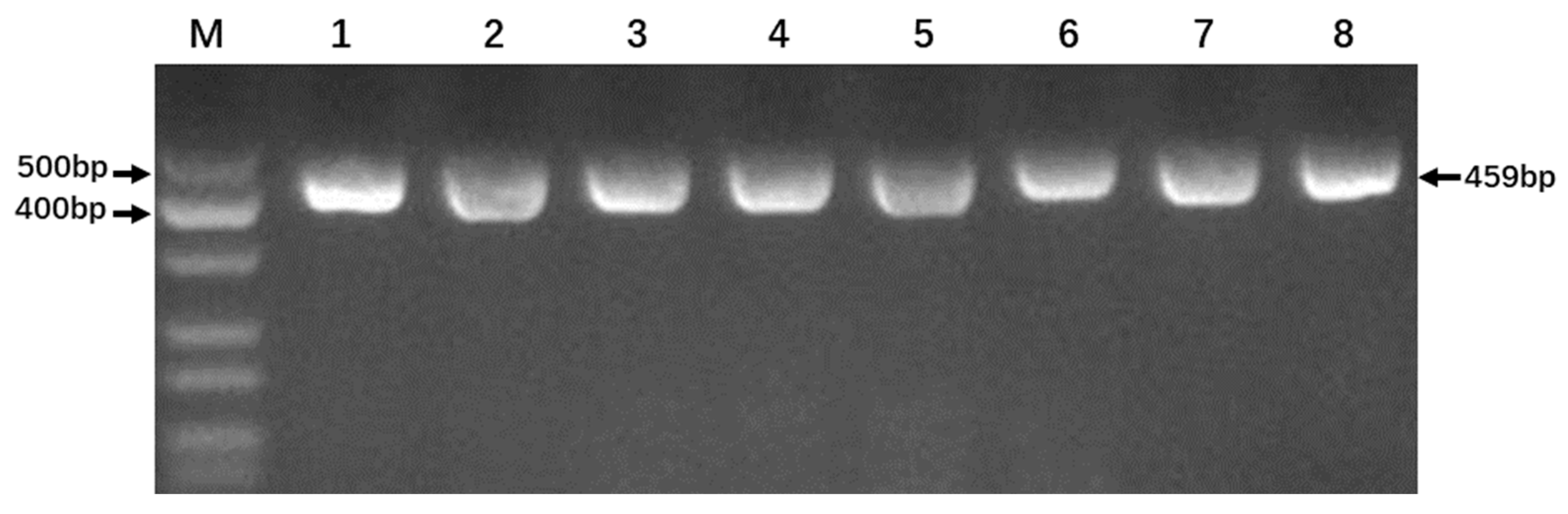 Genes 14 01850 g002