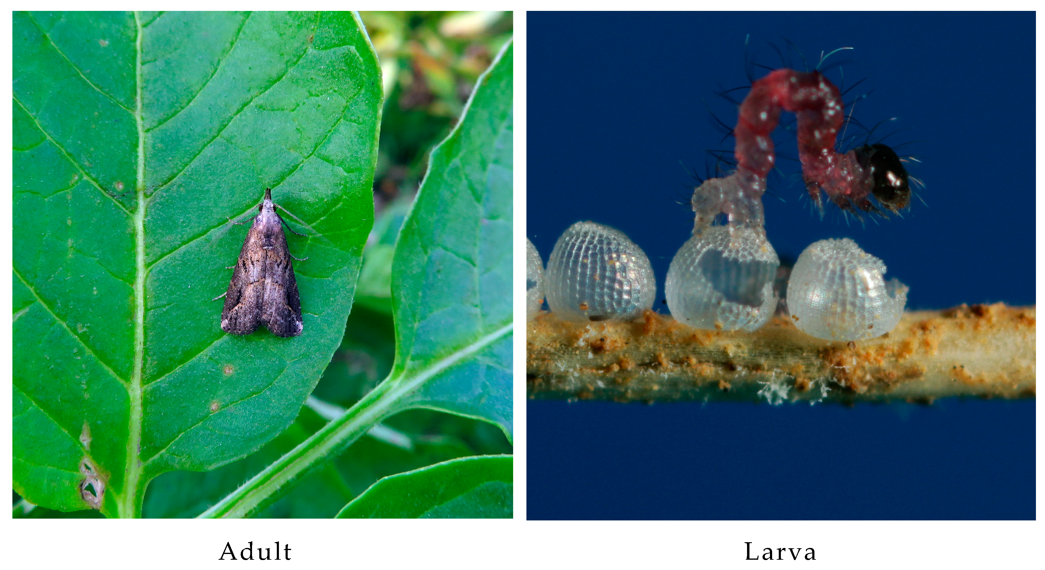 Genes 14 01867 g001a