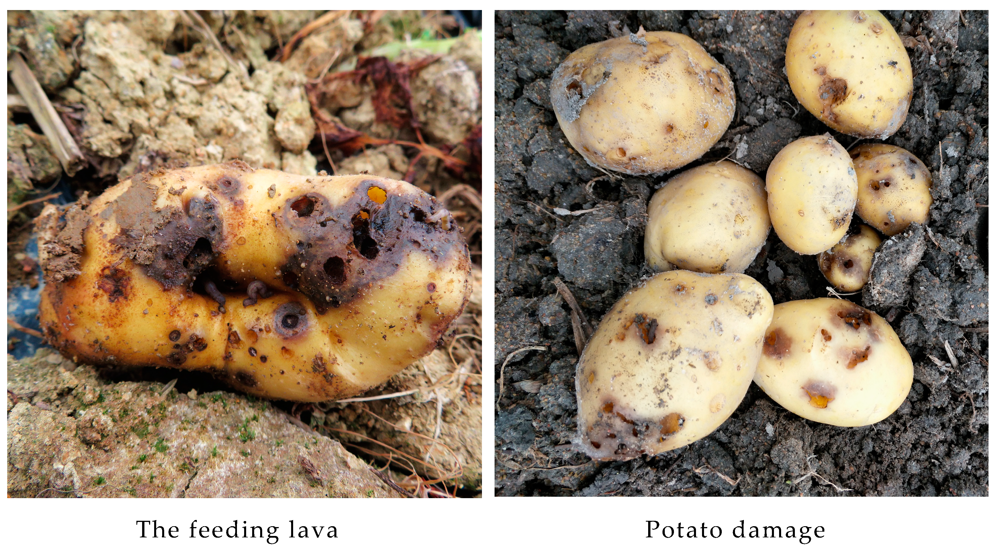 Genes 14 01867 g001b