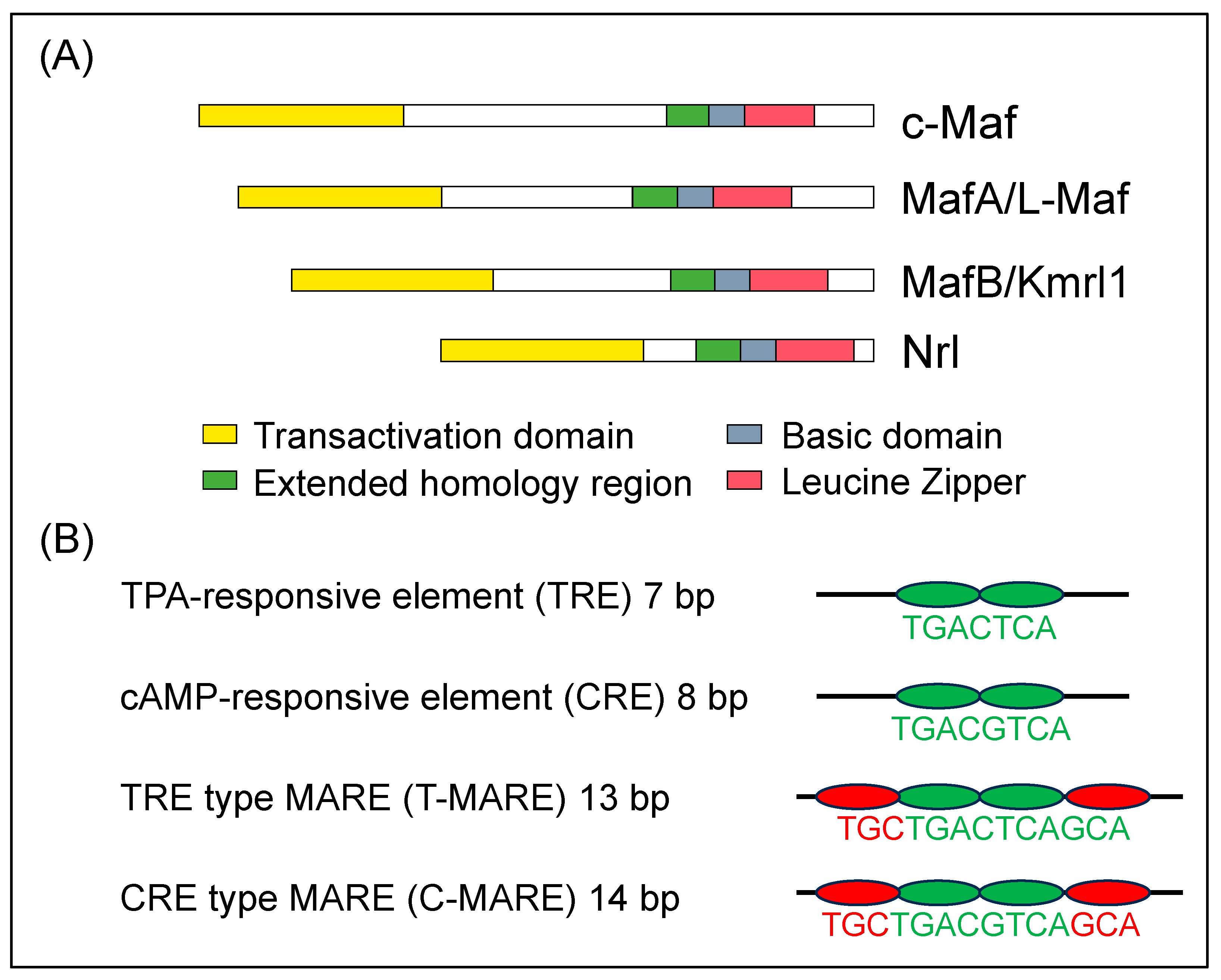 Exploring Large MAF Transcription Factors Functions, Pathology, and Mouse Models with Point