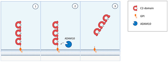 誕生日プレゼント The in Molecules Adhesion Cell IgLON of Role 洗濯機