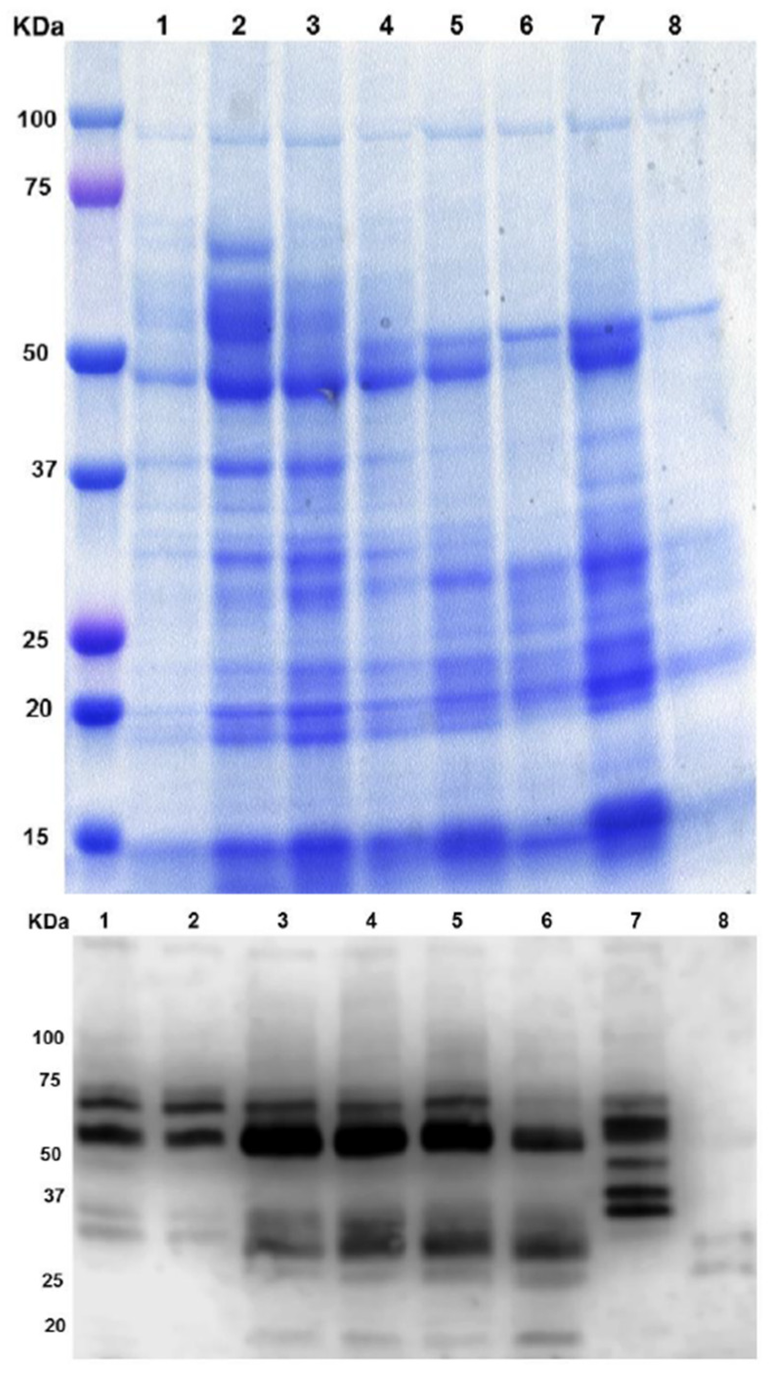 Genes 14 01889 g002 Genes 14 01889 g002