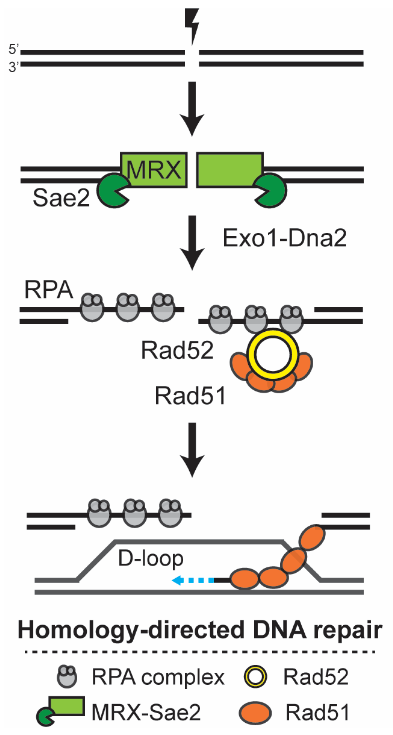 Genes 14 01908 g001 Genes 14 01908 g001