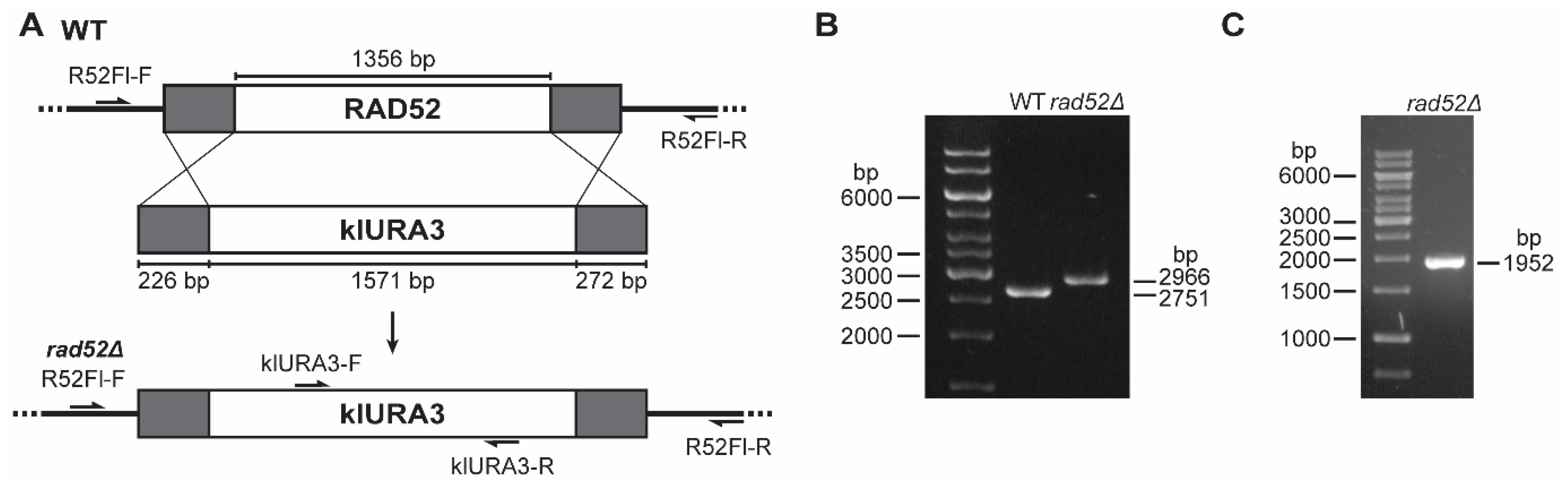 Genes 14 01908 g003 Genes 14 01908 g003