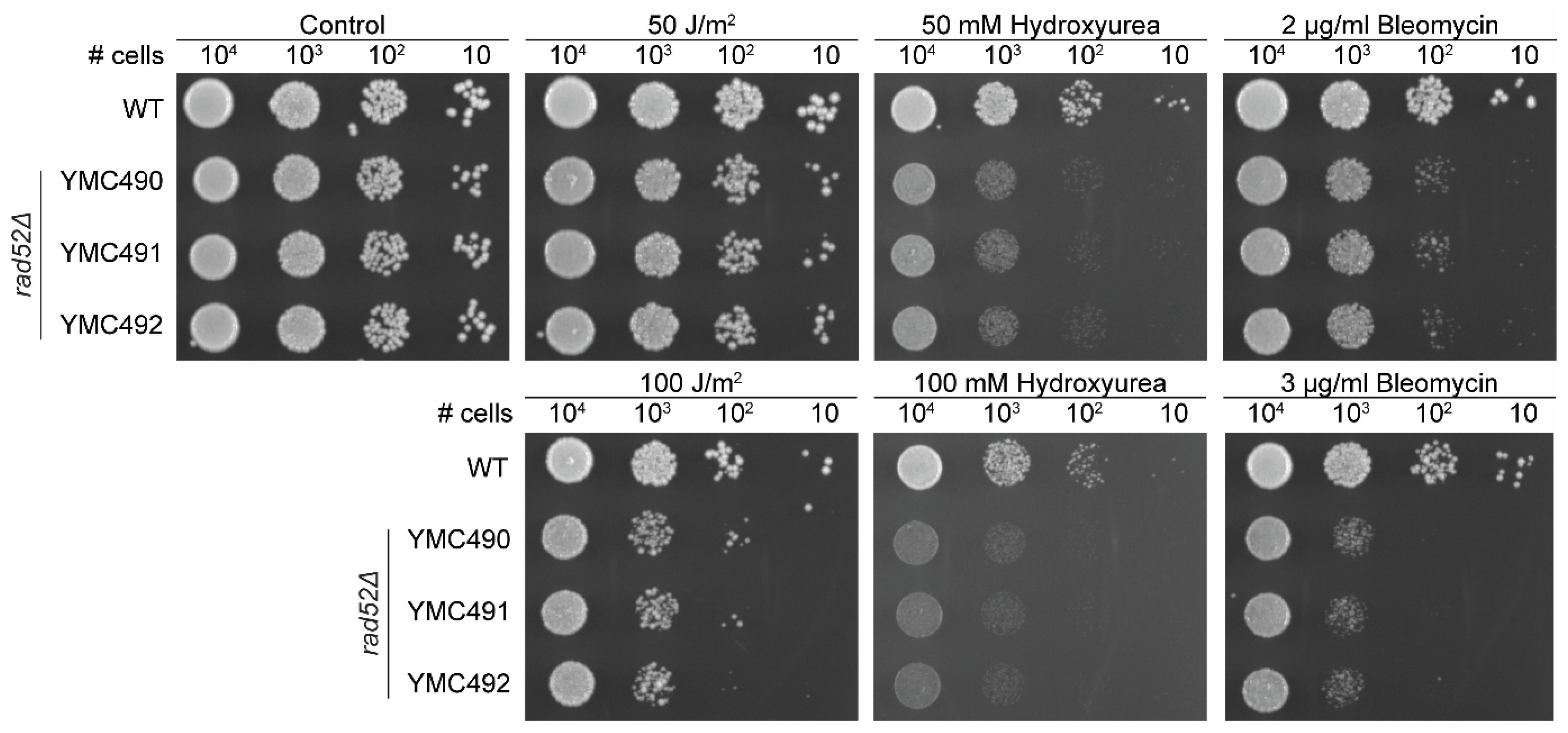 Genes 14 01908 g005 Genes 14 01908 g005