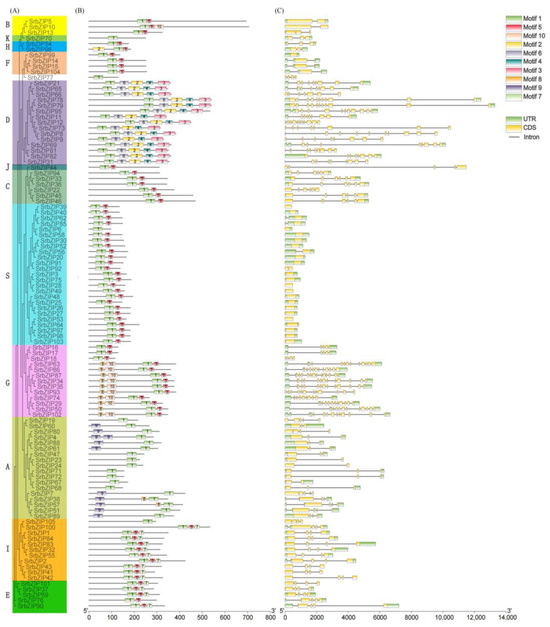 Genome-Wide Identification and Expression Analysis of bZIP Family Genes ...
