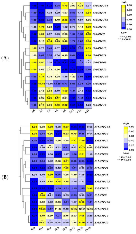 Genome-Wide Identification and Expression Analysis of bZIP Family Genes ...