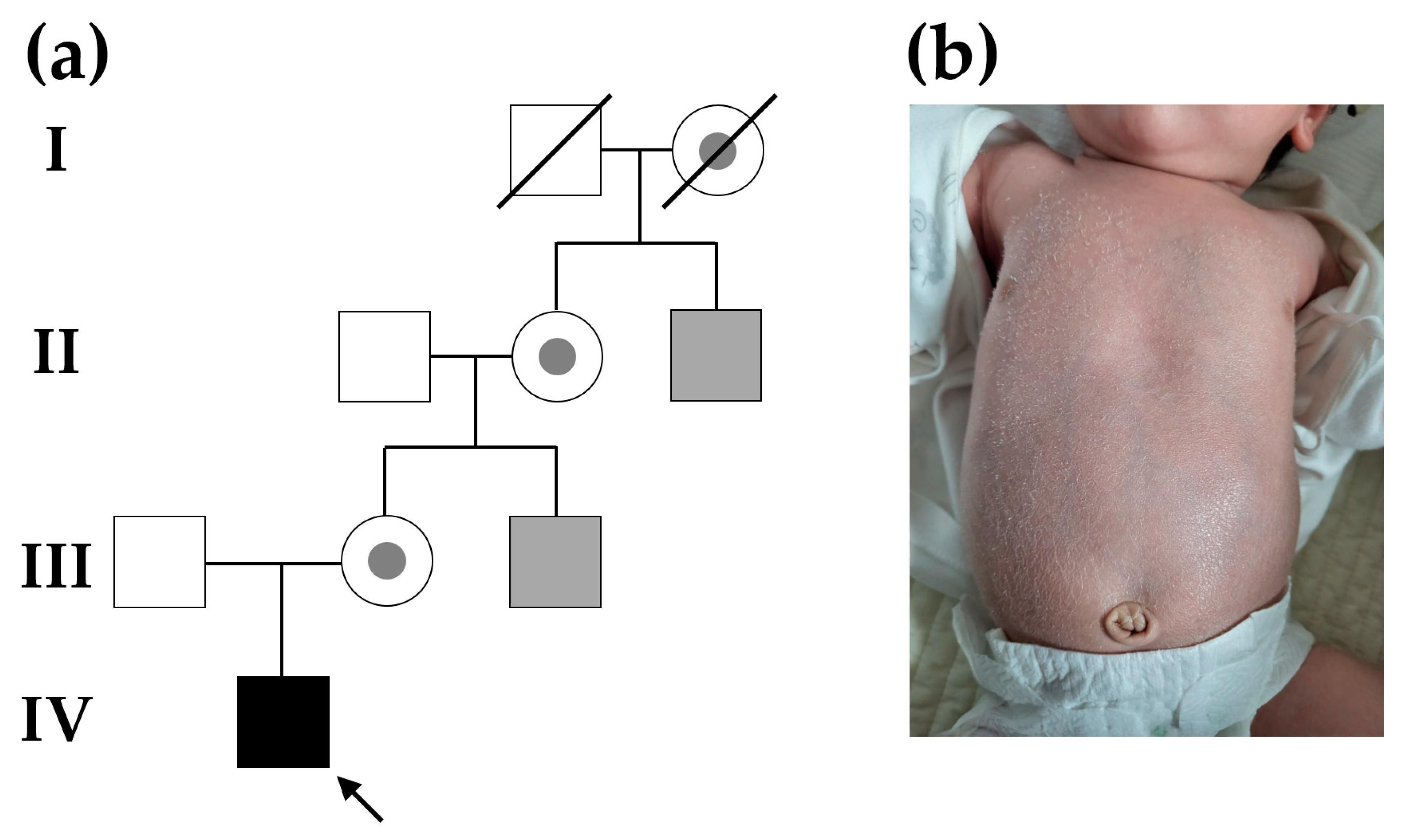 Genes 14 01925 g001 Genes 14 01925 g001