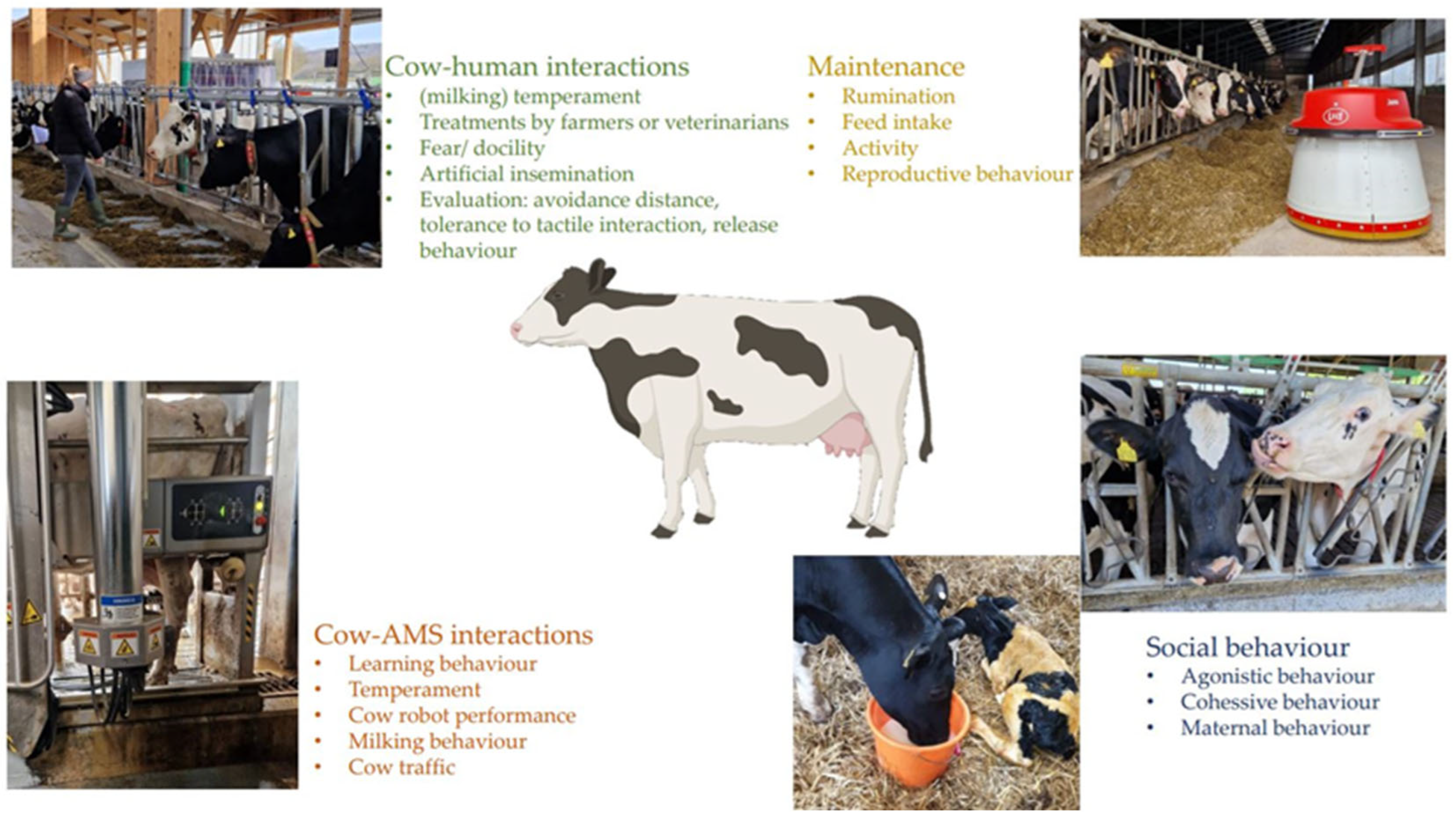 Stereotypic Behaviour in Dairy Animals and its Implications for