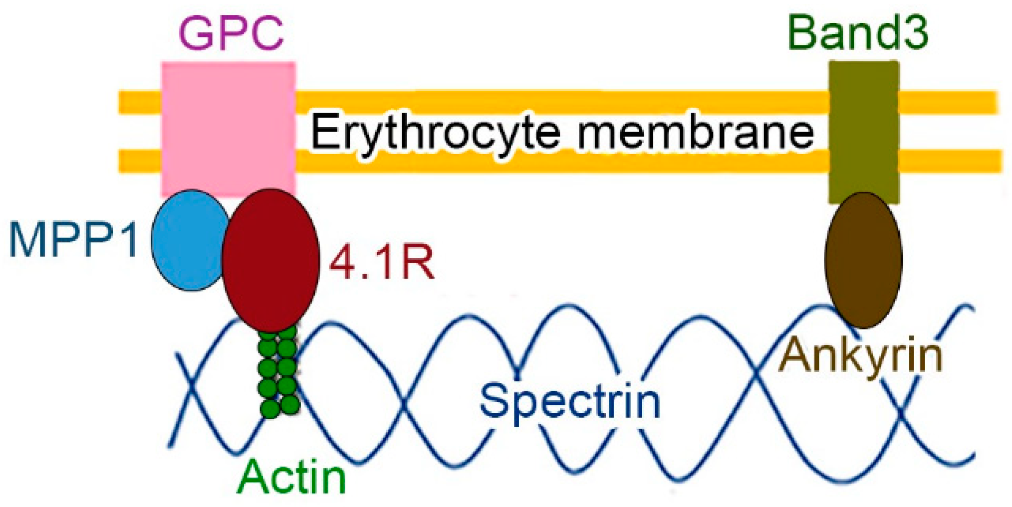 Genes 14 01942 g001 Genes 14 01942 g001
