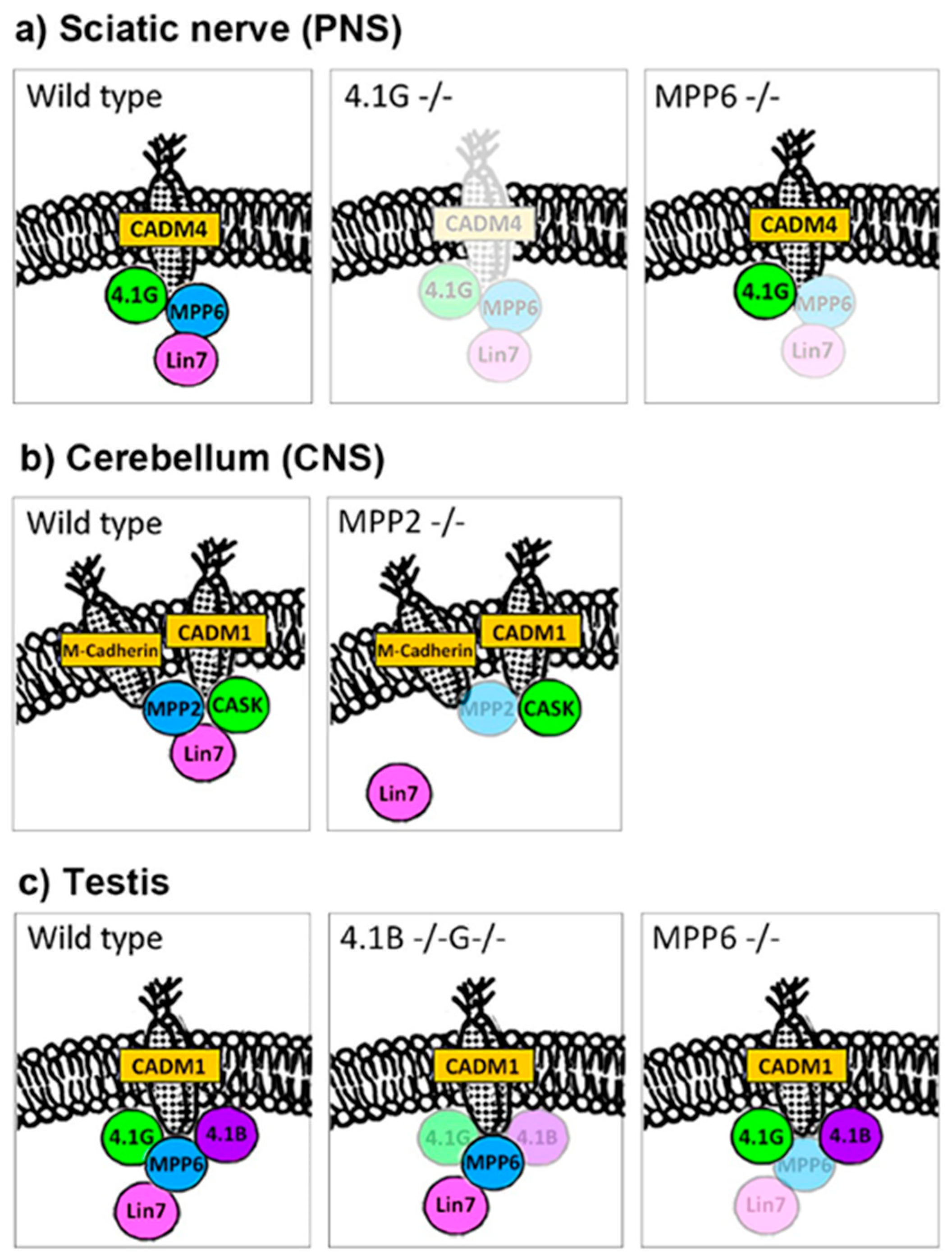 Genes 14 01942 g002 Genes 14 01942 g002