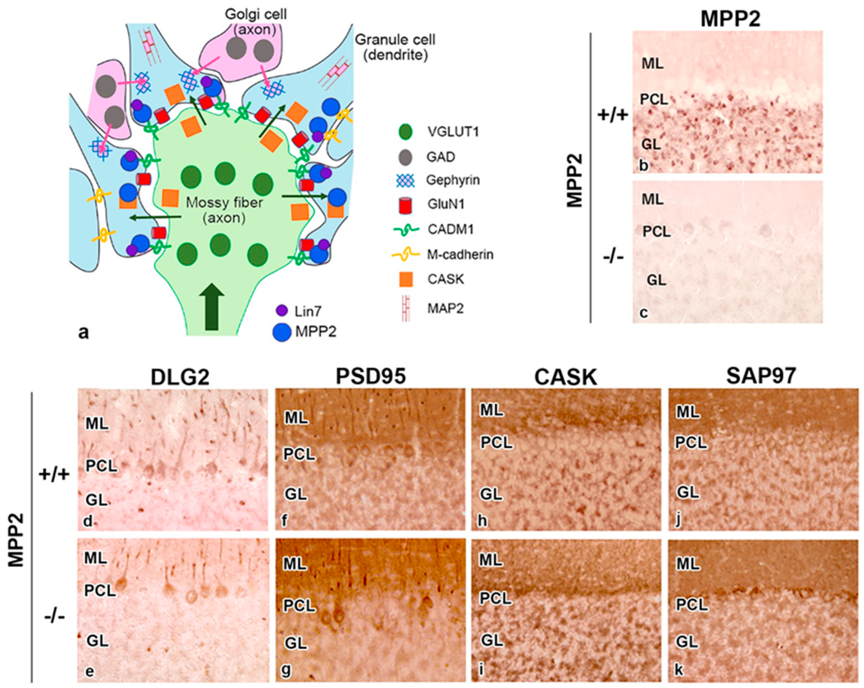 Genes 14 01942 g003 Genes 14 01942 g003
