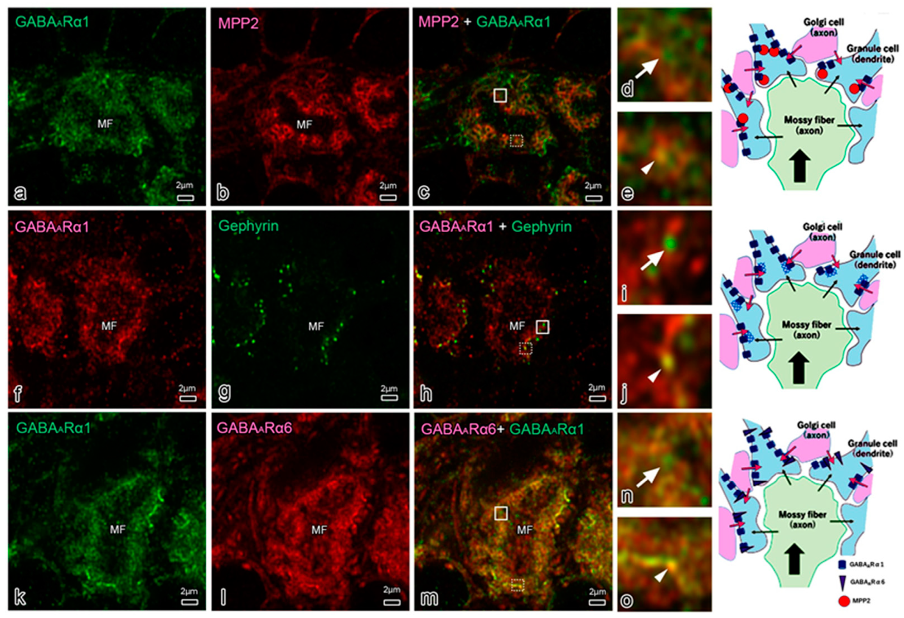 Genes 14 01942 g004 Genes 14 01942 g004
