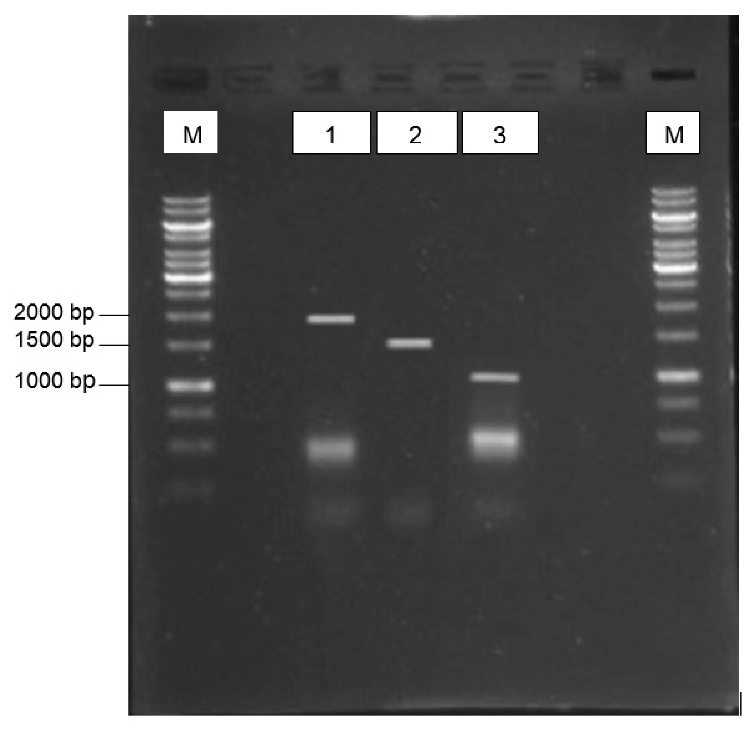 Genes 14 01973 g001