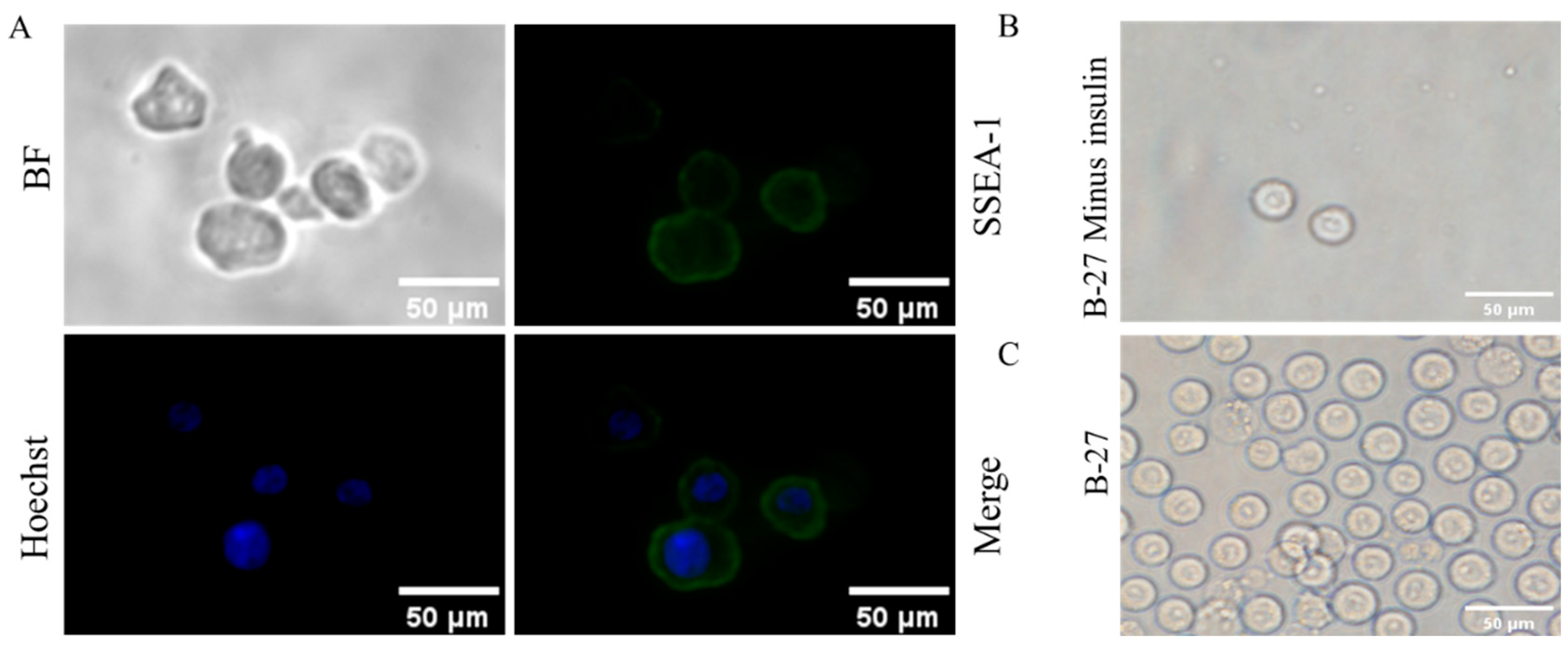 Genes 14 01975 g001 Genes 14 01975 g001