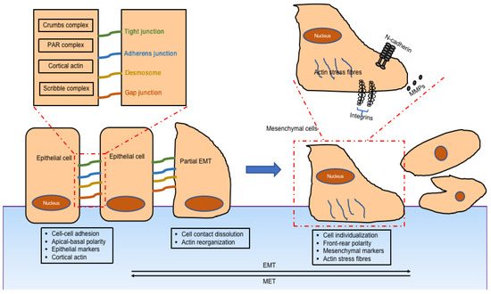 Regulation of Epithelial-Mesenchymal Transitions by