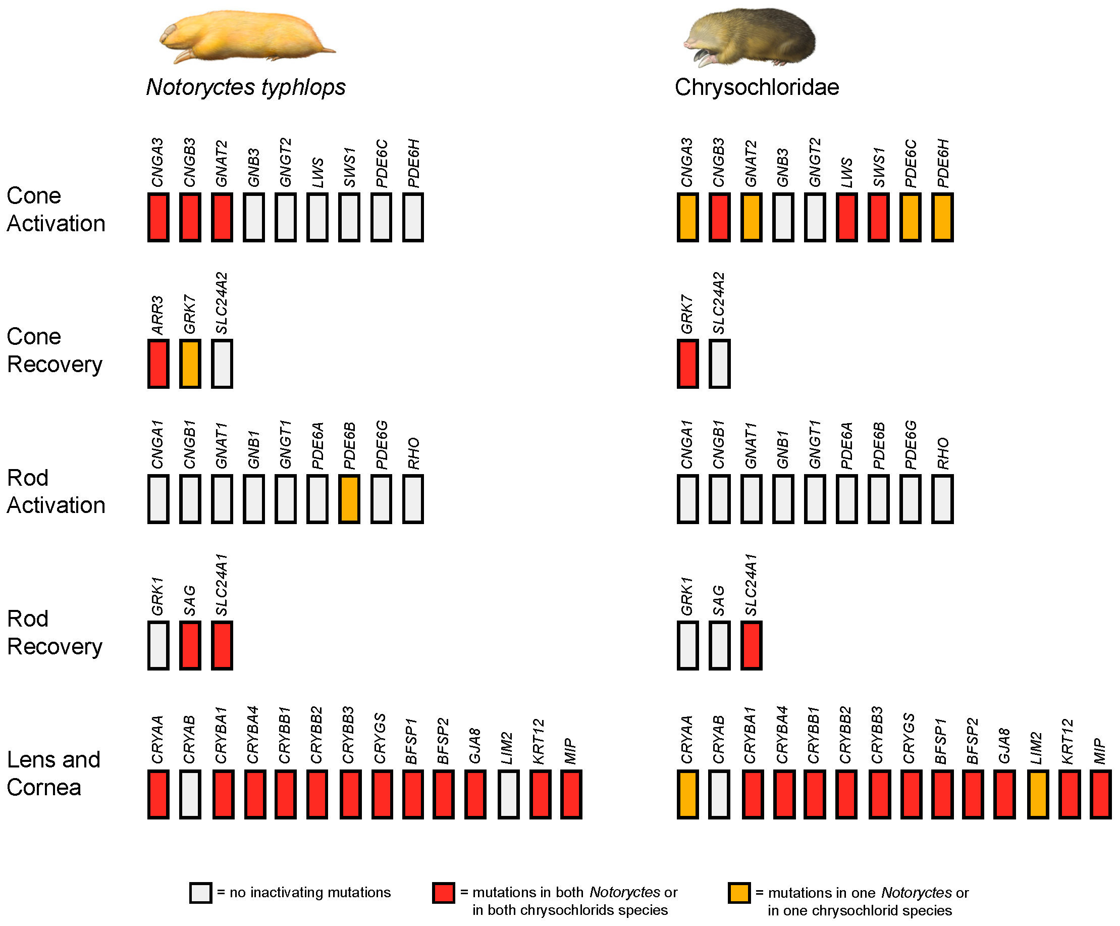 Genes 14 02018 g002 Genes 14 02018 g002