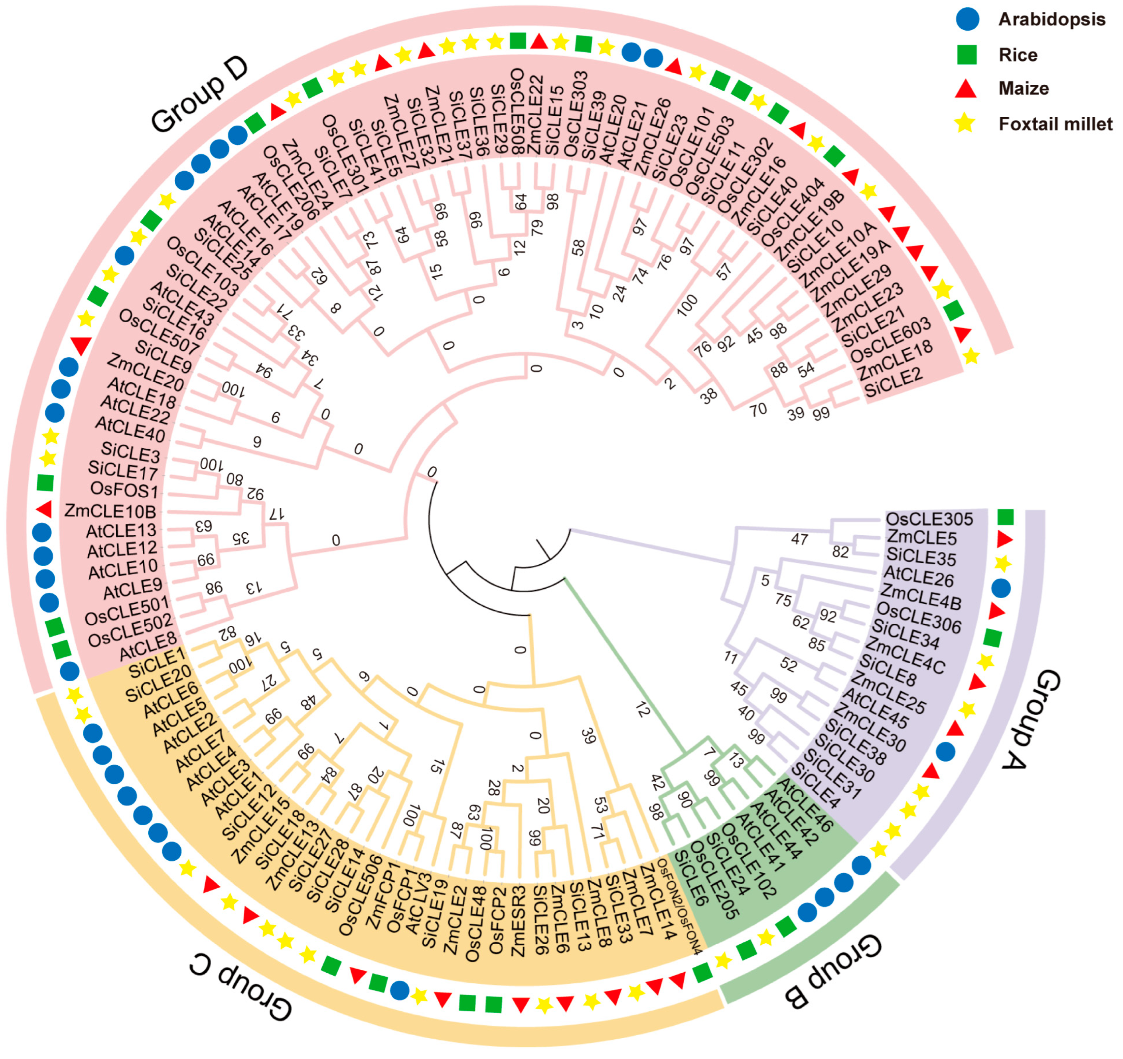 Rafli prasastihatomiページ Genome-Wide Identification and Characterization of CLAVATA3