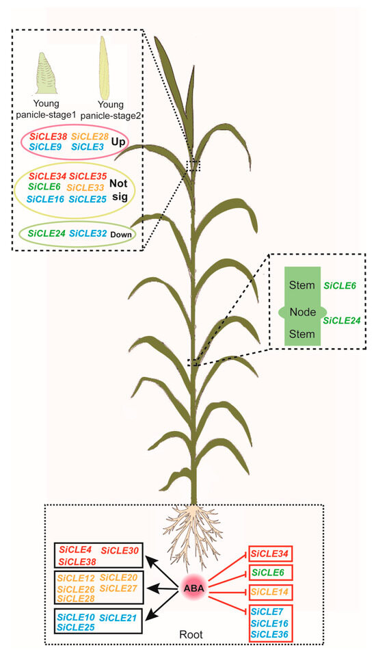 Genome-Wide Identification and Characterization of CLAVATA3/EMBRYO