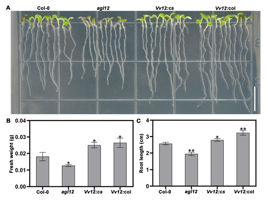 Ectopic Expression of MADS-Box Transcription Factor VvAGL12 from
