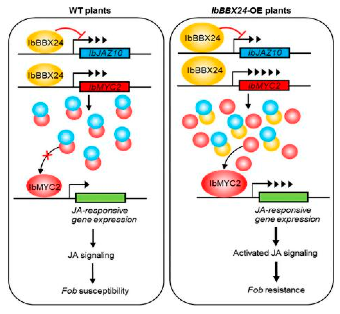 Research Progress in the Mechanisms of Resistance to Biotic