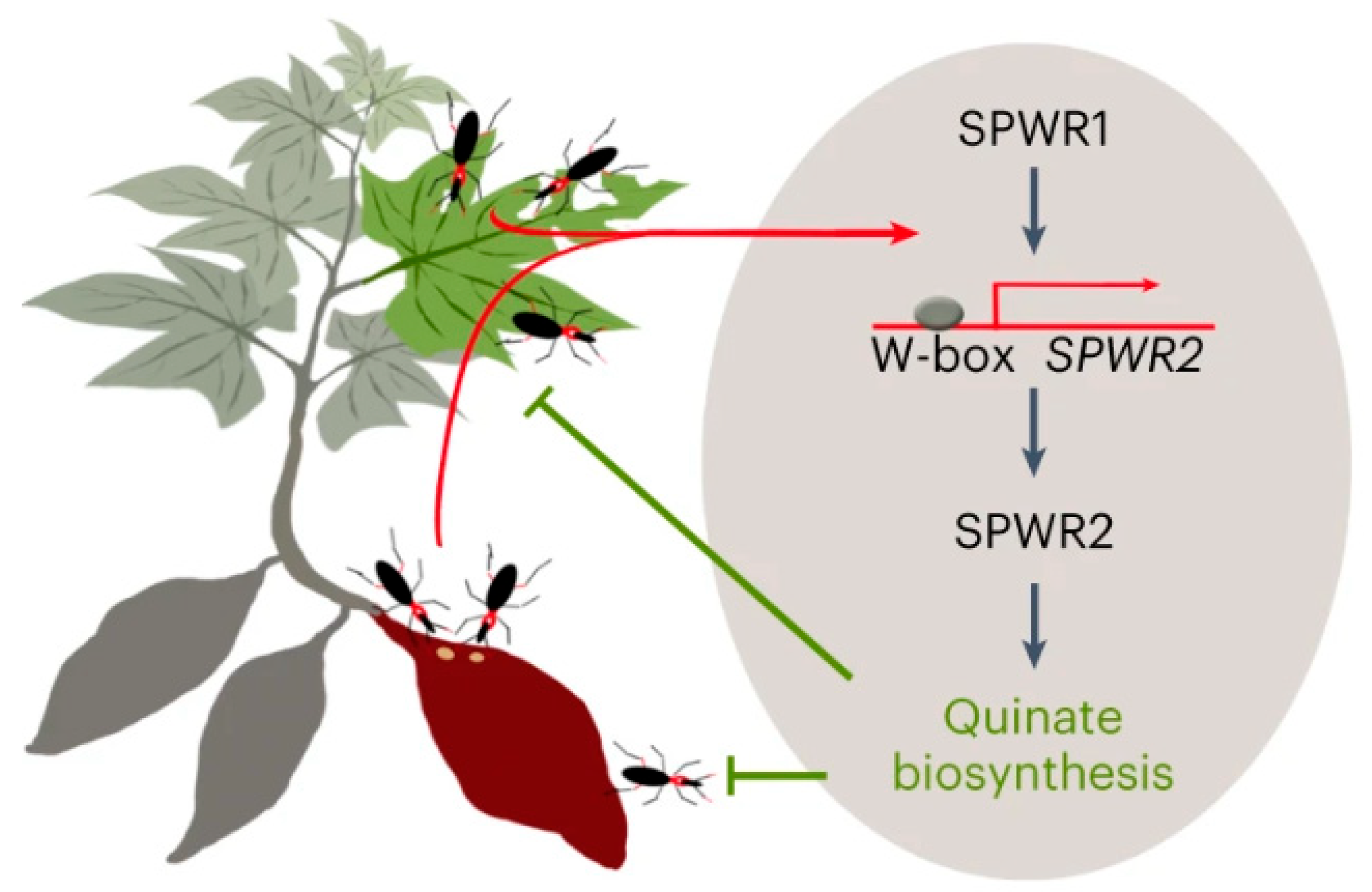 Research Progress in the Mechanisms of Resistance to Biotic