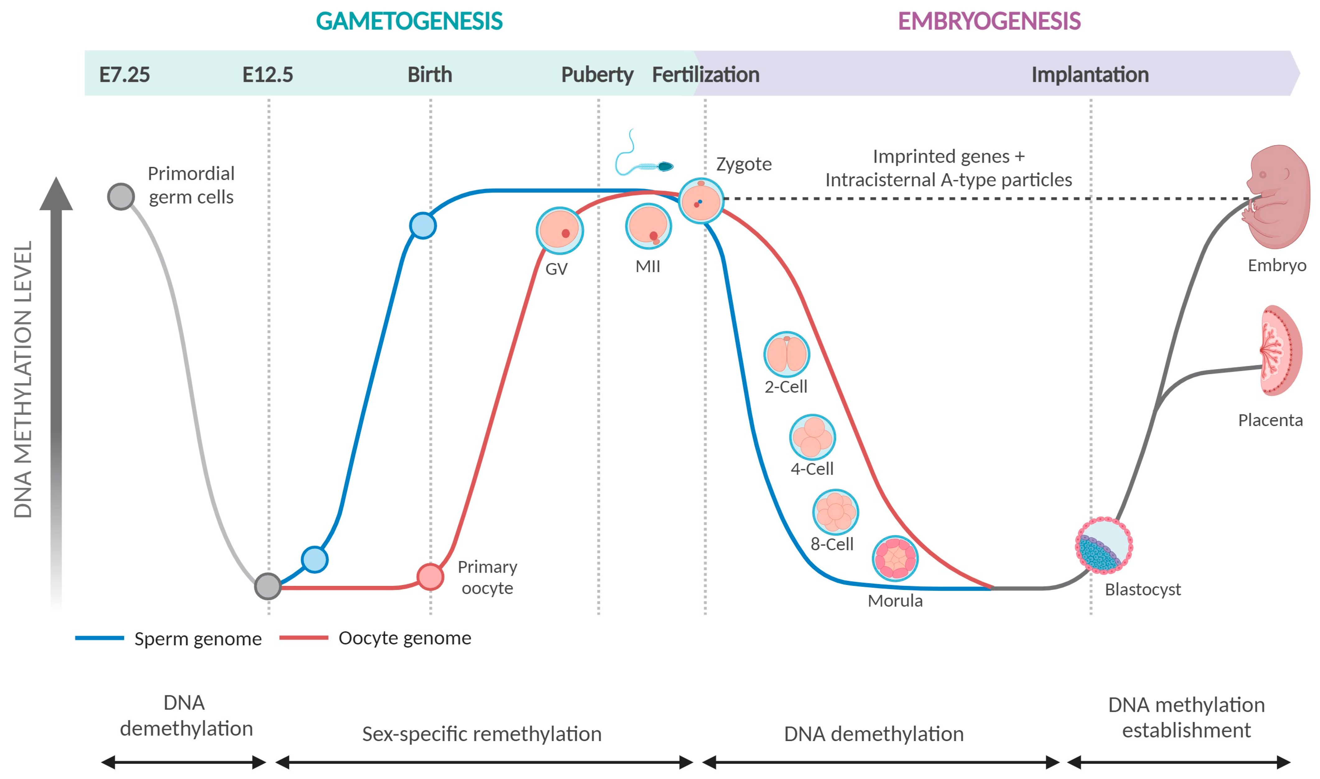 A DNA Methylation Perspective on Infertility Biology Diagrams