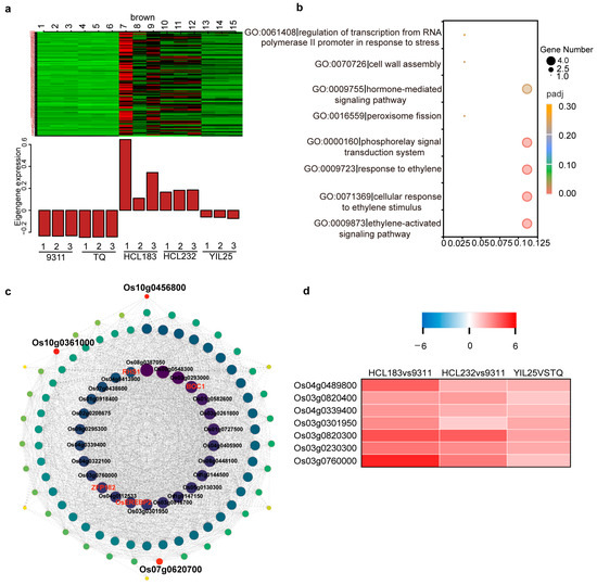 Genetic and Transcriptome Analyses of Callus Browning in