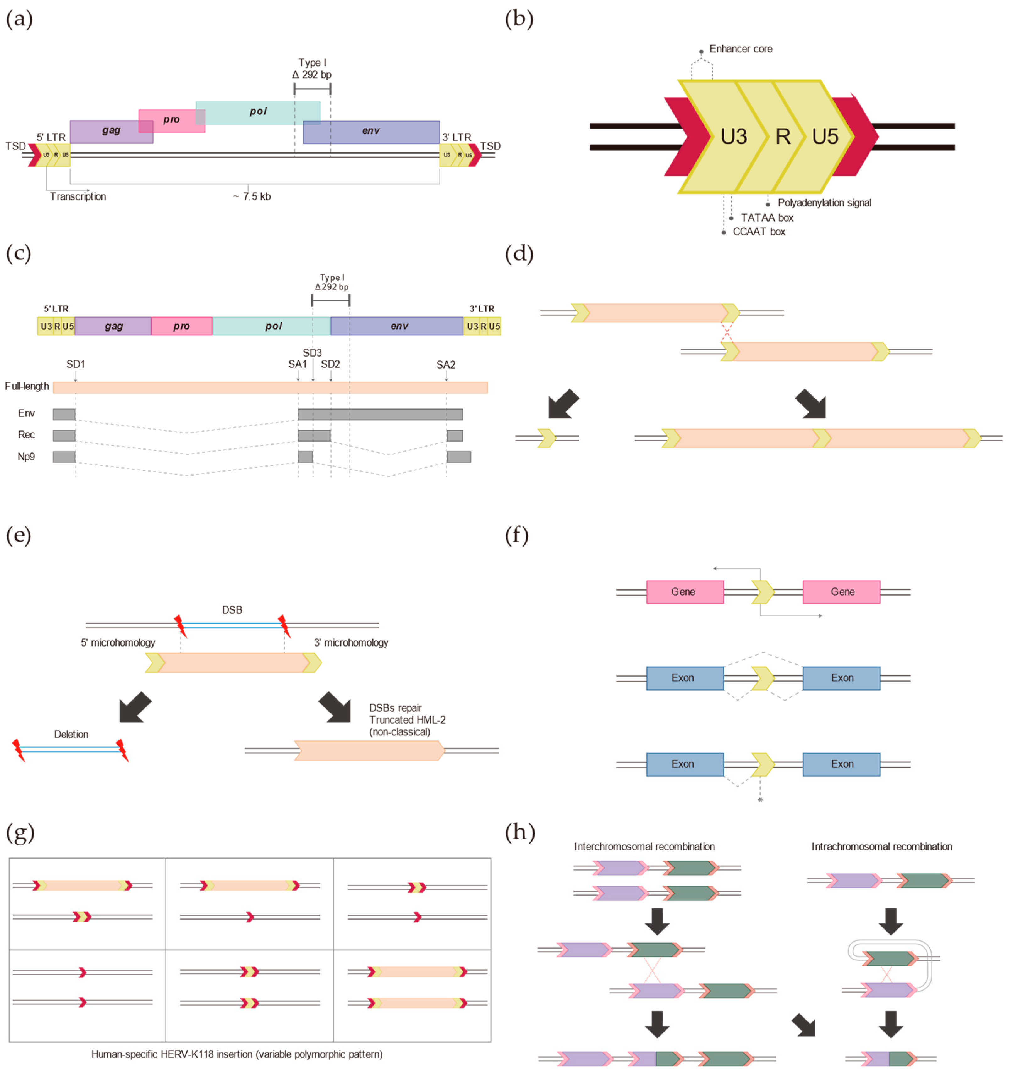 Genes 14 02150 g001 Genes 14 02150 g001