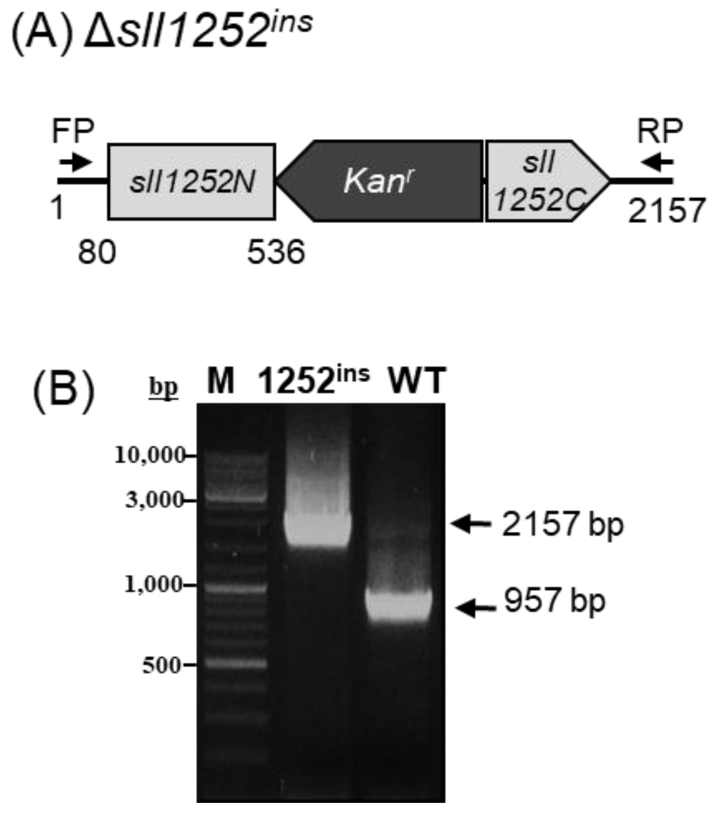 Genes 14 02151 g002 Genes 14 02151 g002