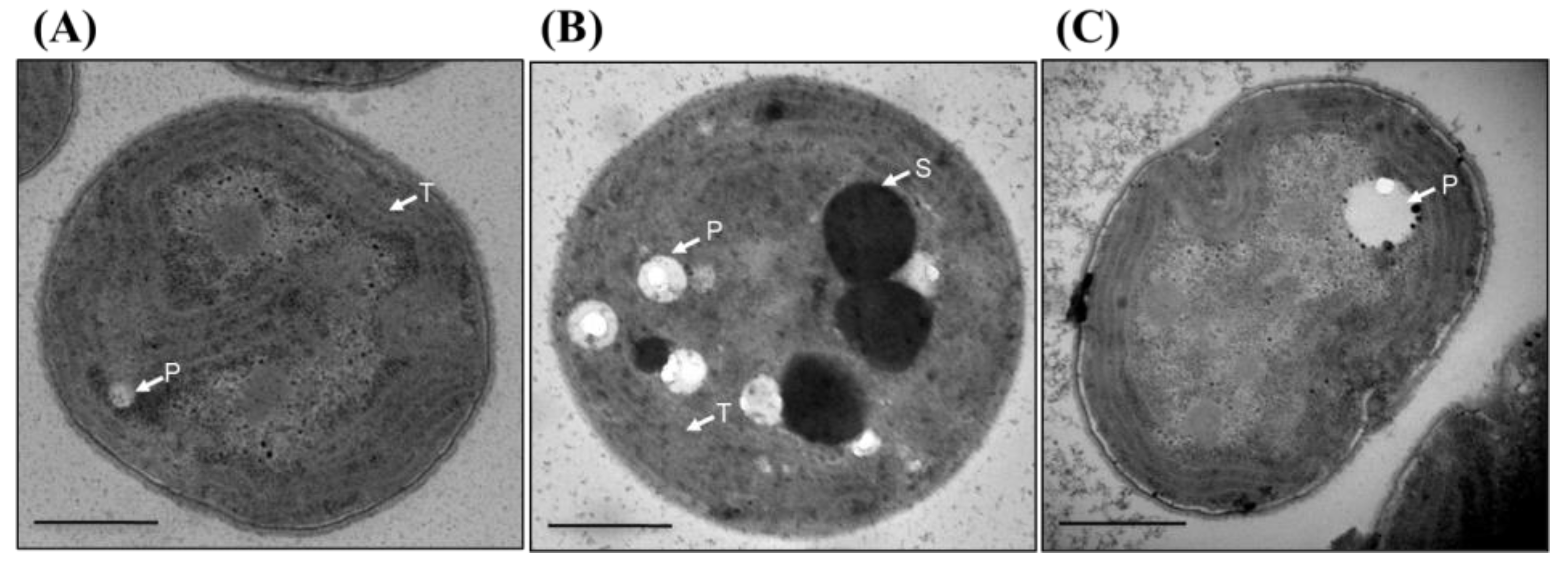 Genes 14 02151 g007 Genes 14 02151 g007