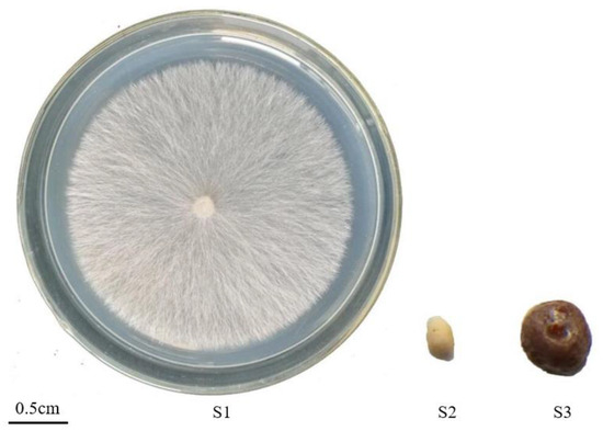 マリンクリスタル De Novo RNA Sequencing and Transcriptome Analysis of Sclerotium