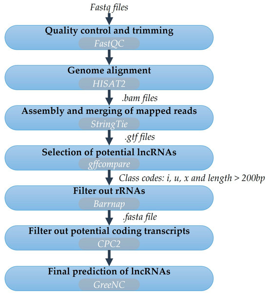 RNA Polymerases IV and V Are Involved in Olive Fruit Development