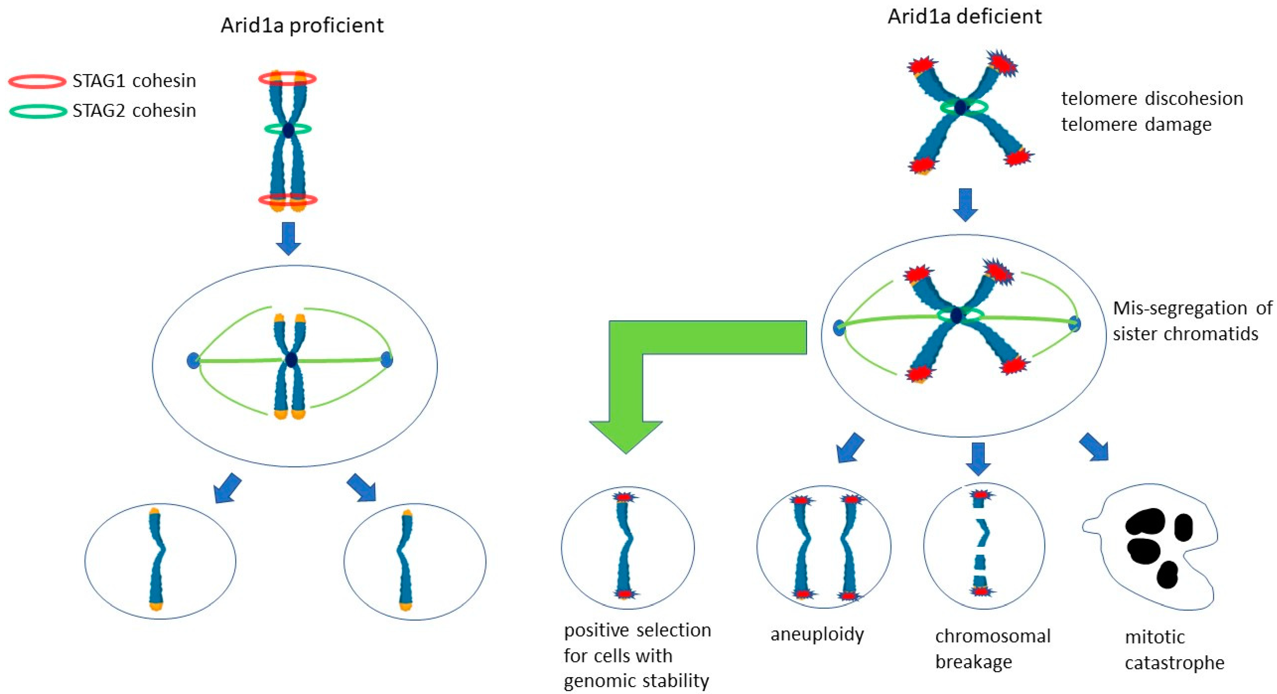 Genes 15 00005 g006 Genes 15 00005 g006